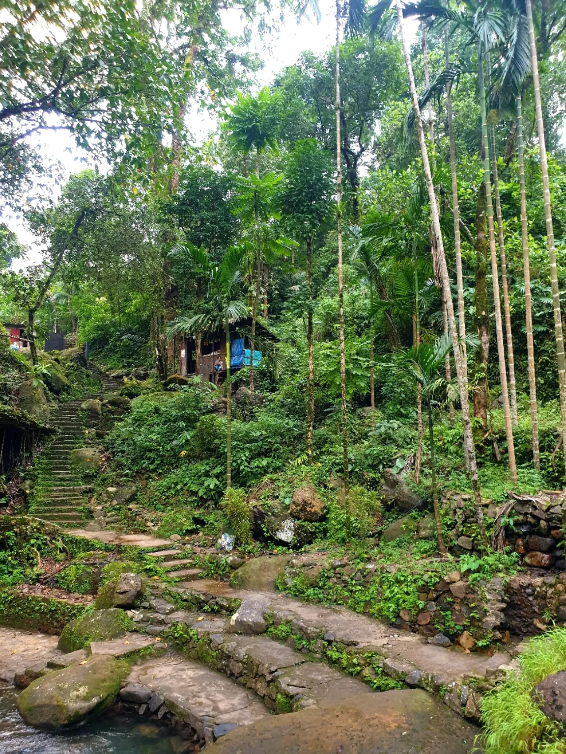 Photo of Double Decker Living Root Bridge By Ajit Sharma