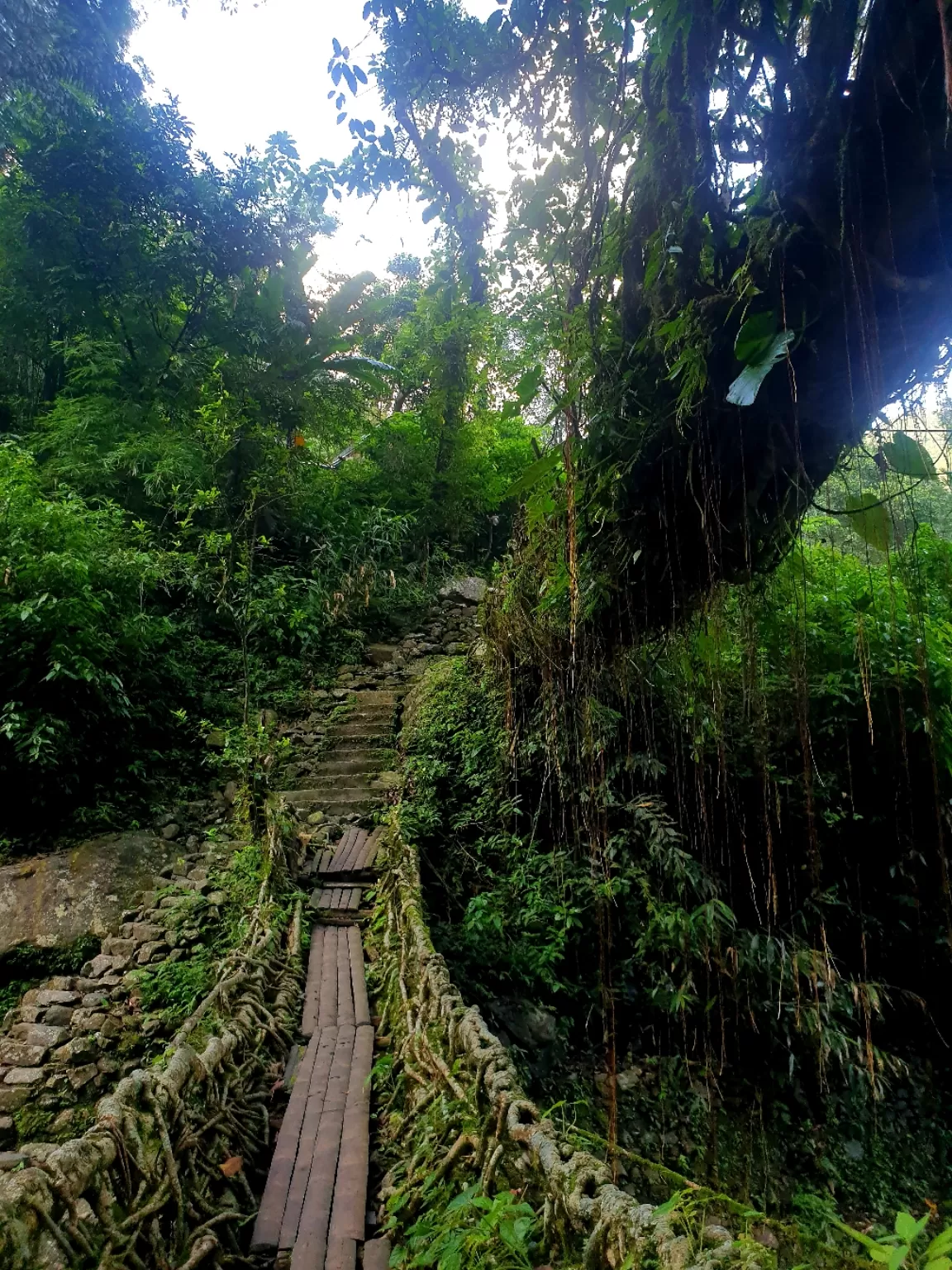 Photo of Double Decker Living Root Bridge By Ajit Sharma