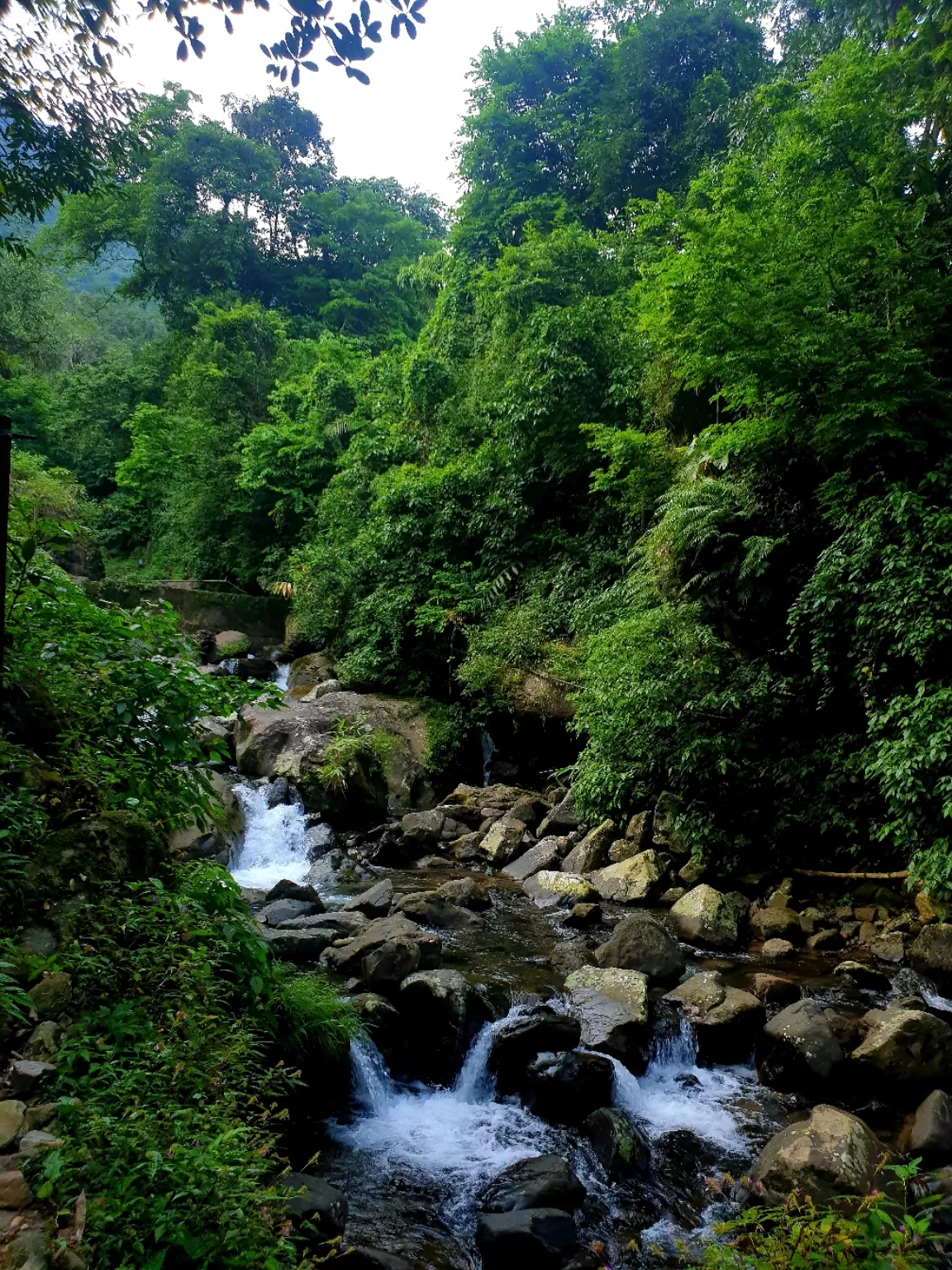 Photo of Double Decker Living Root Bridge By Ajit Sharma