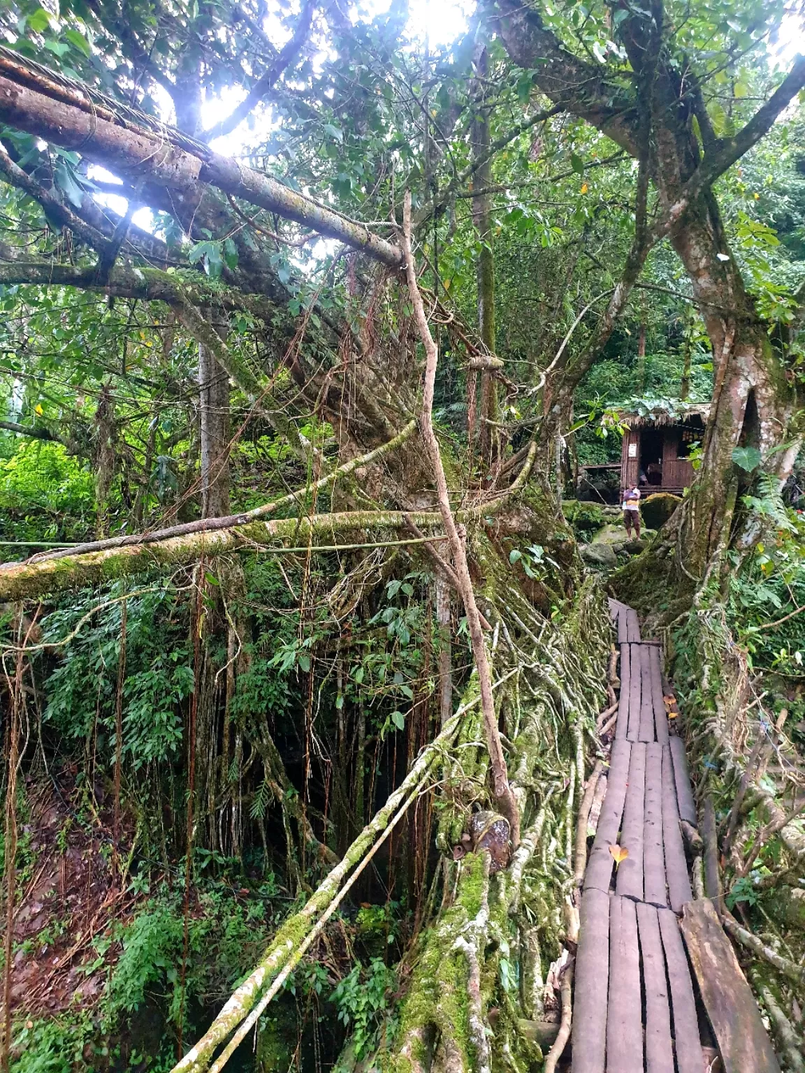 Photo of Double Decker Living Root Bridge By Ajit Sharma