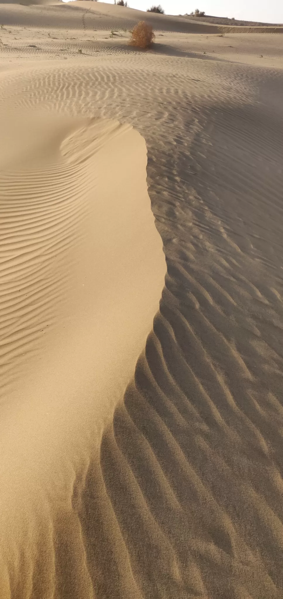 Photo of Thar Desert By hugthebackpack