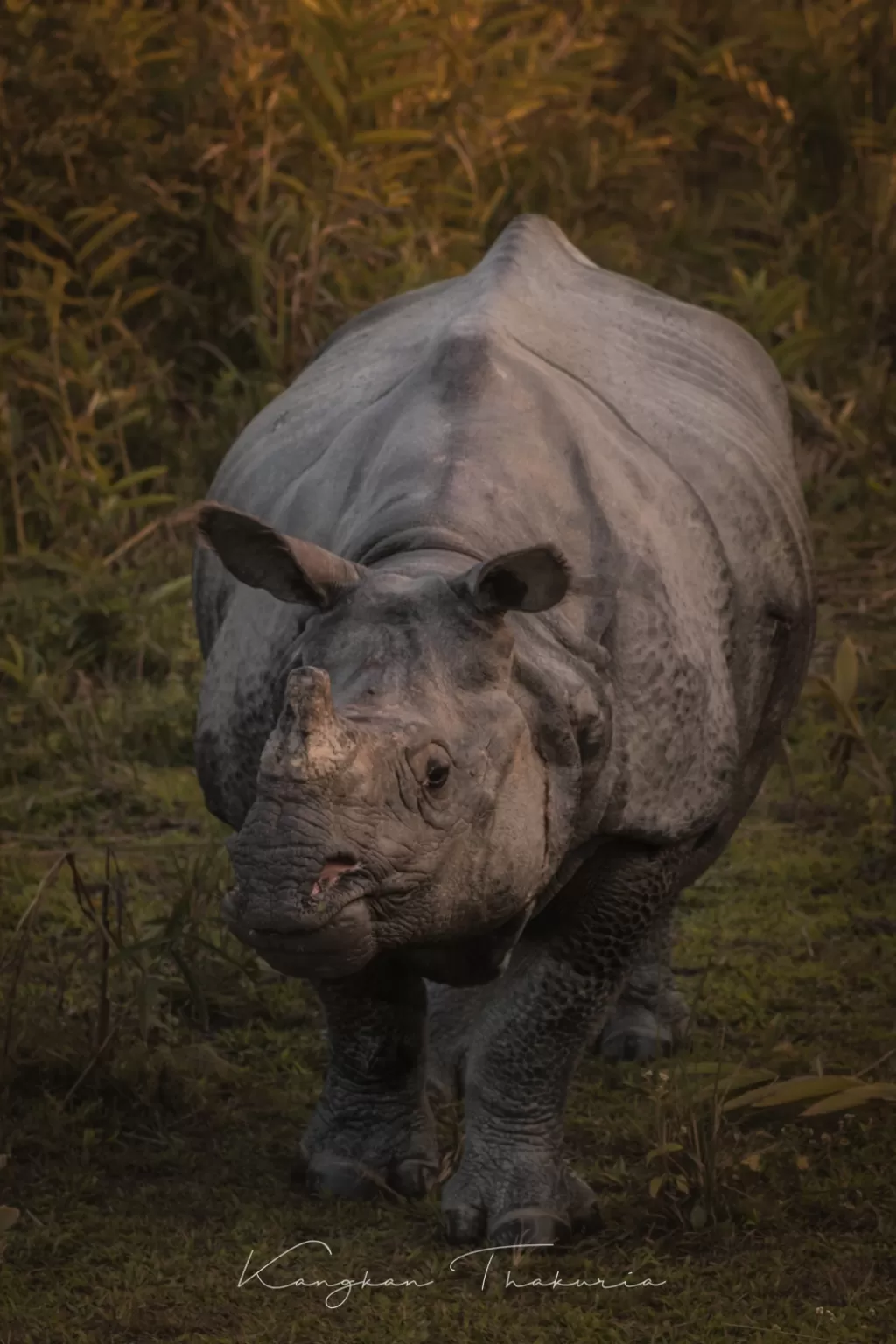 Photo of Kaziranga National Park By Kangkan Thakuria