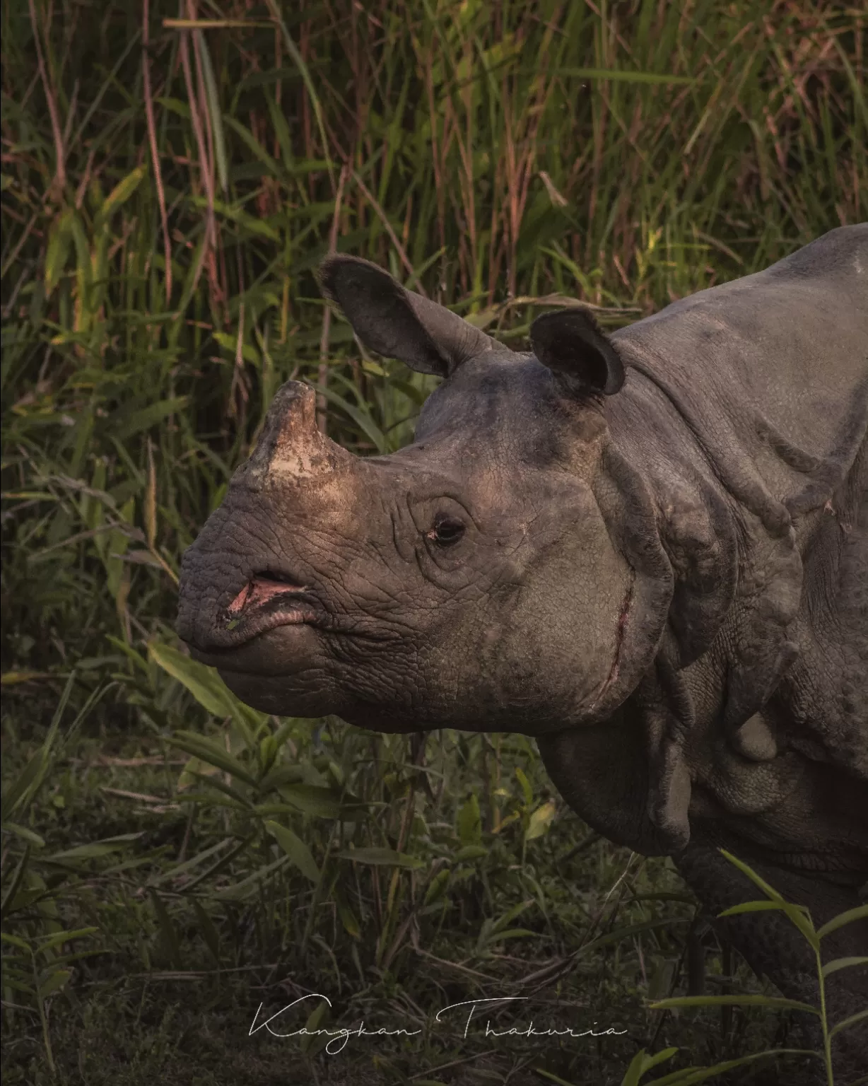 Photo of Kaziranga National Park By Kangkan Thakuria