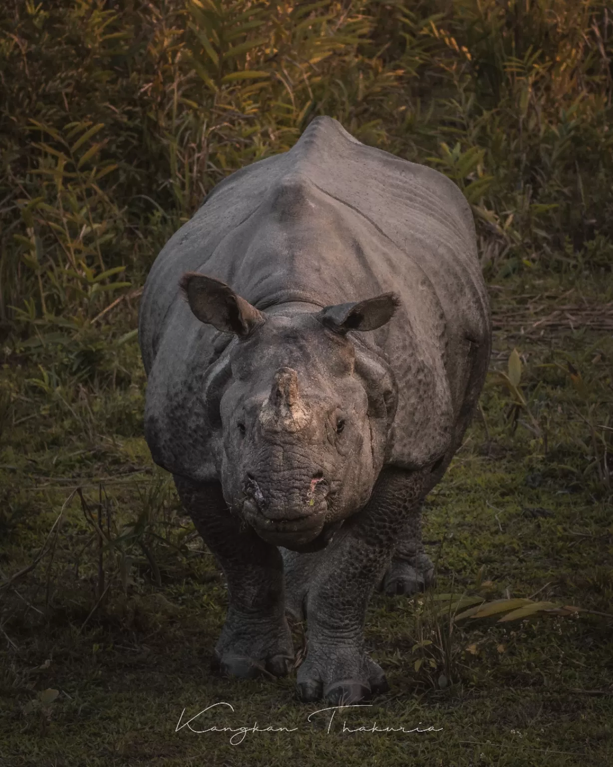 Photo of Kaziranga National Park By Kangkan Thakuria