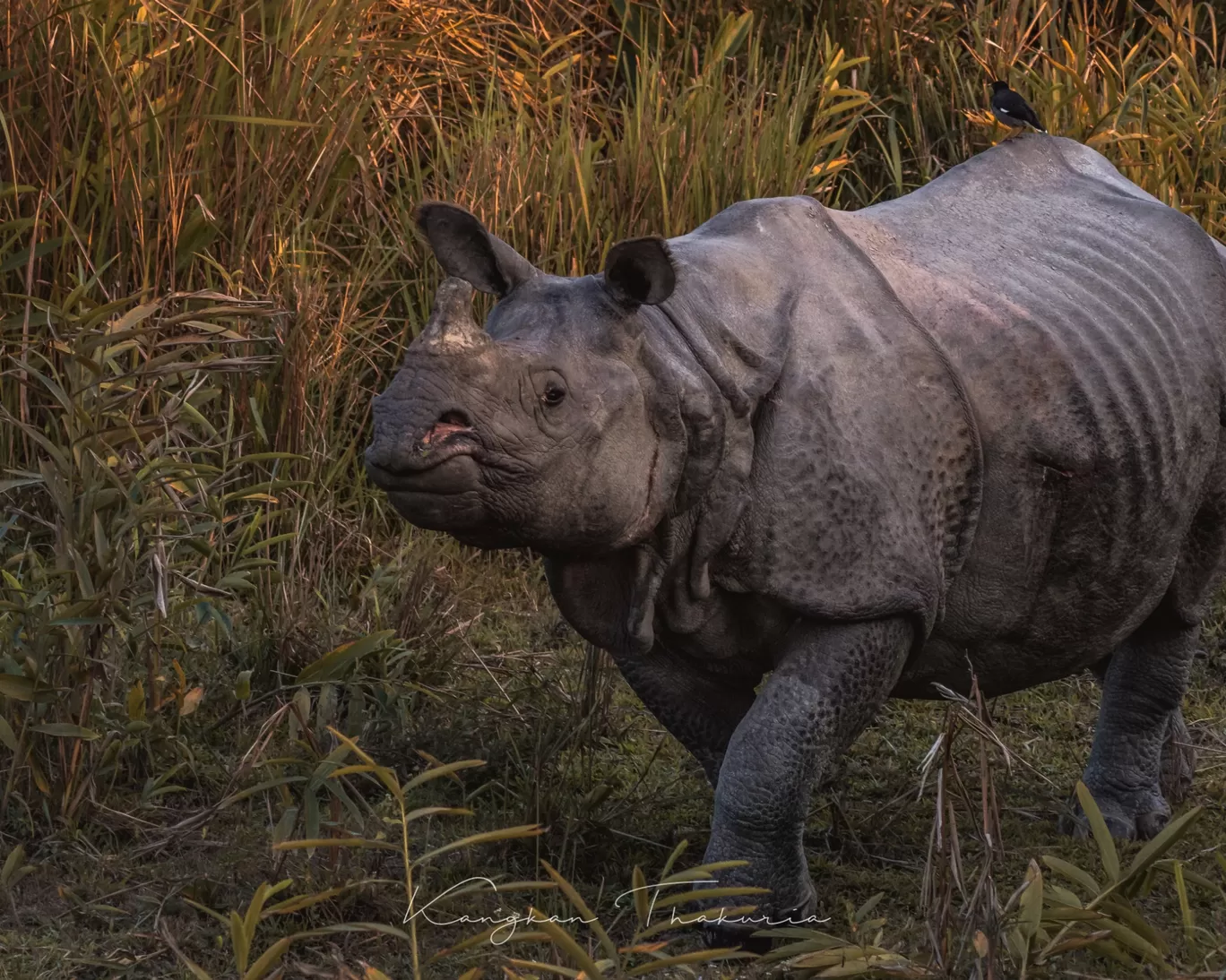 Photo of Kaziranga National Park By Kangkan Thakuria