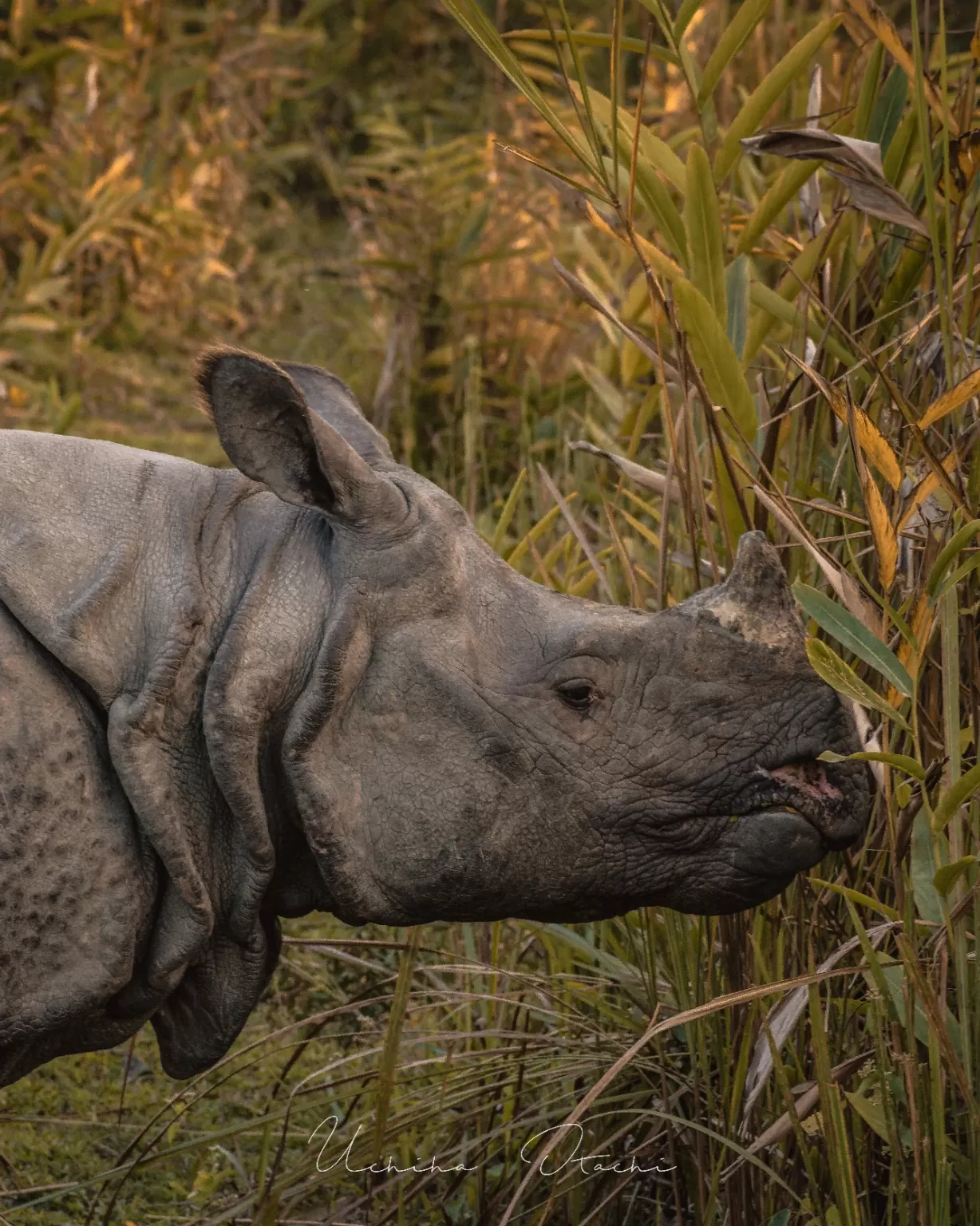 Photo of Kaziranga National Park By Kangkan Thakuria