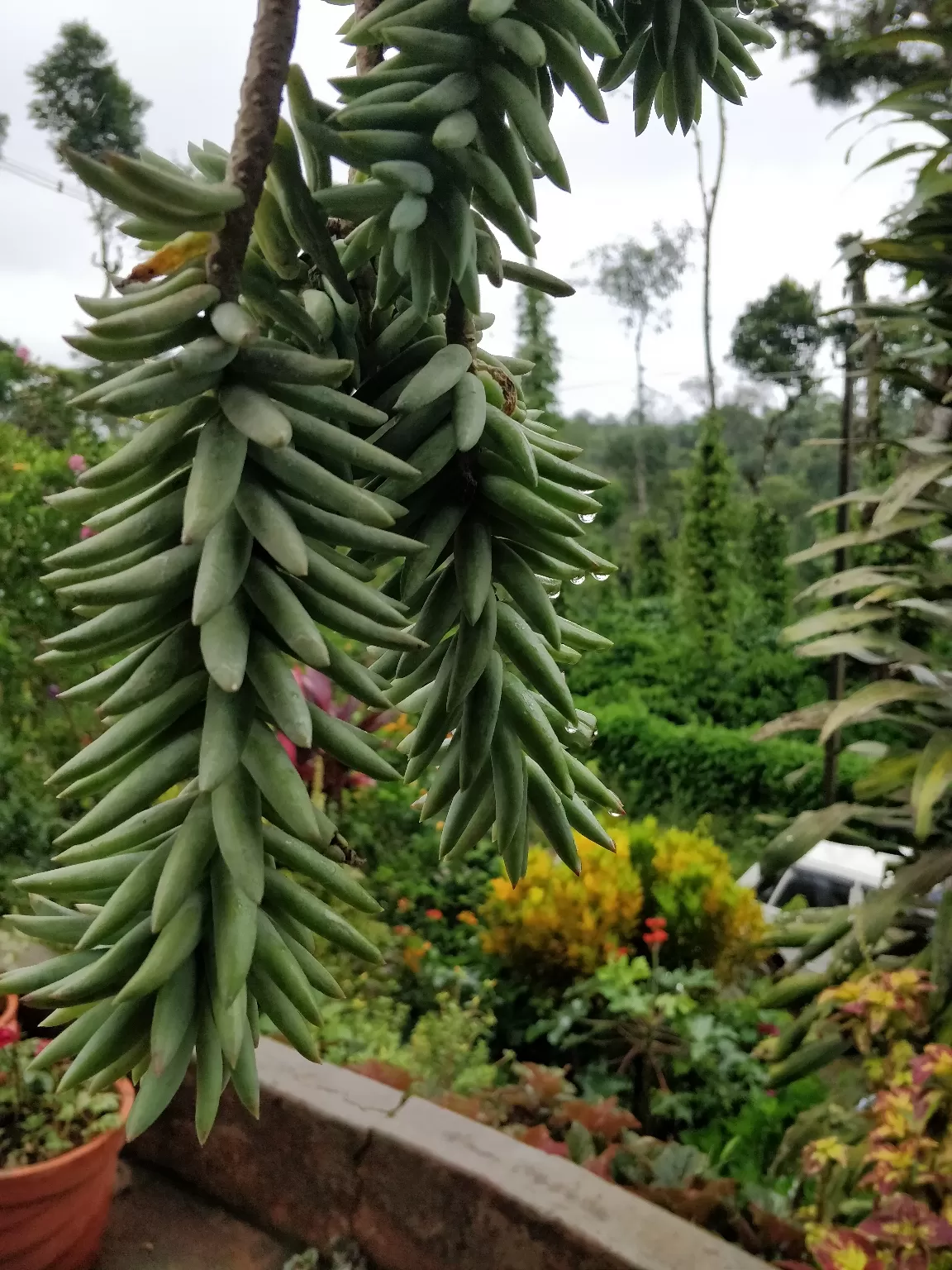 Photo of Blue Mountains Estate Stay By Bhakti Prabhu