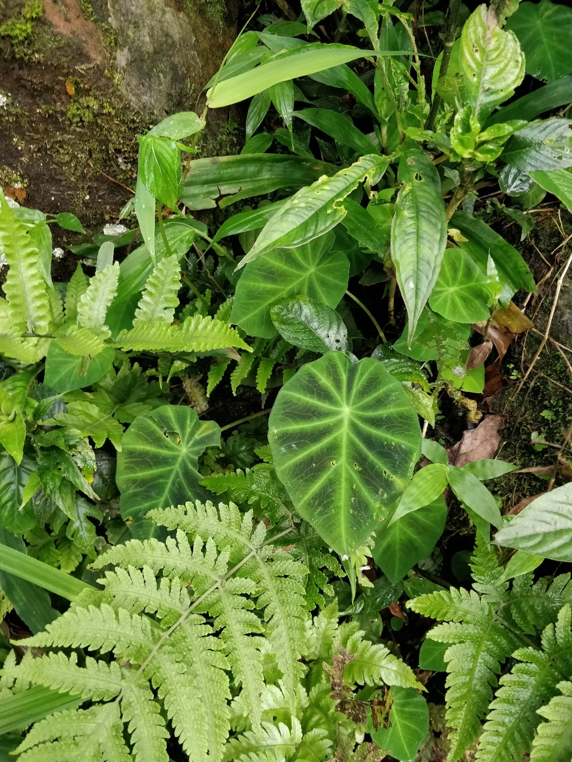 Photo of Nongriat By Bhakti Prabhu