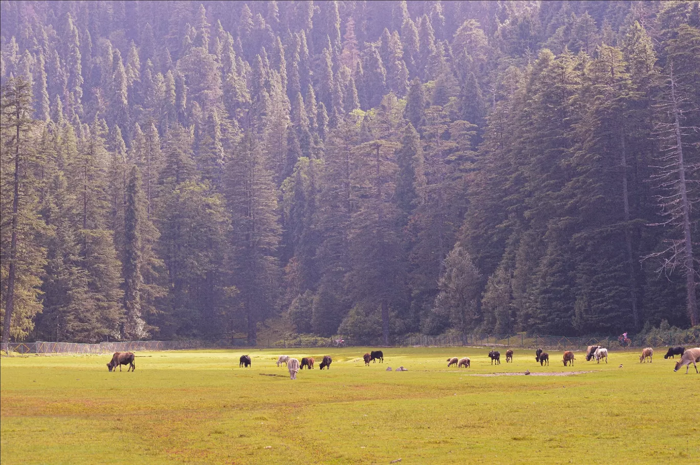 Photo of Khajjiar Mini Switzerland By illustrated_travelogue