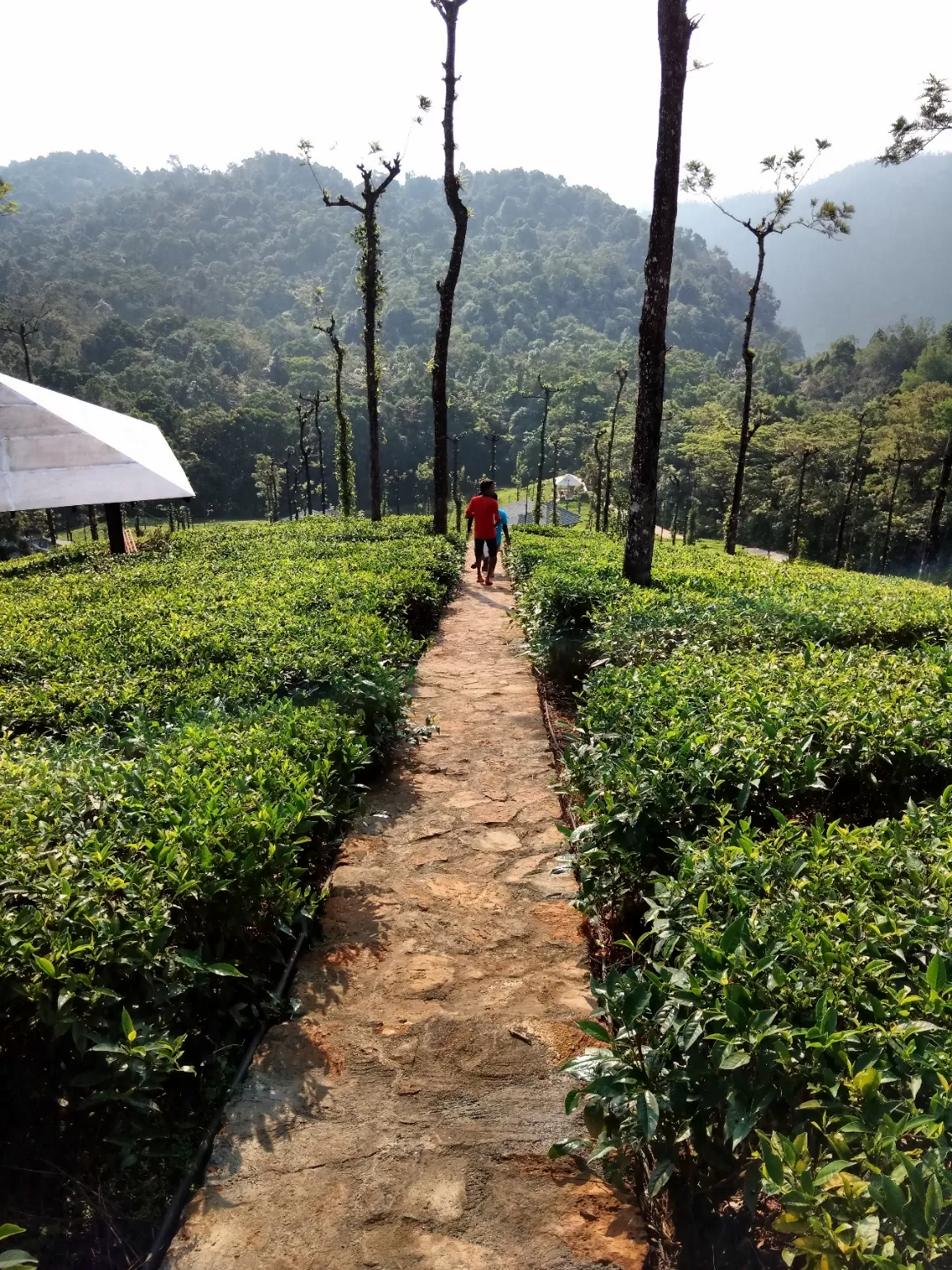 Photo of Wild Planet Jungle Resort By Naveen Venkat