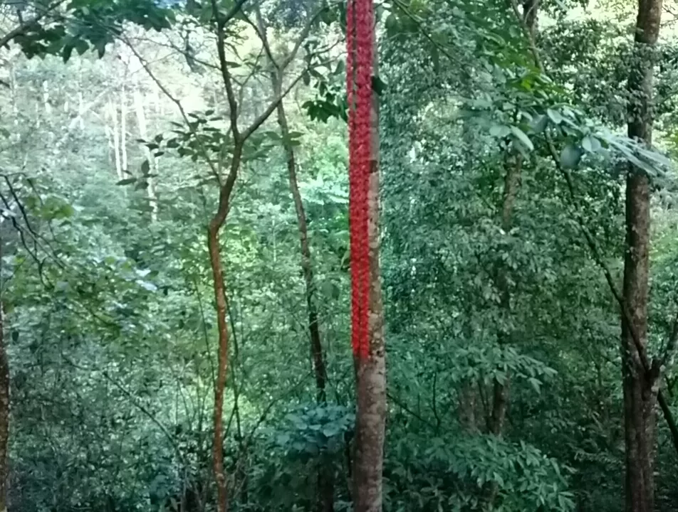 Photo of Wild Planet Jungle Resort By Naveen Venkat