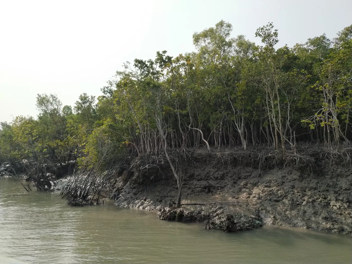 Photo of Sundarban By Srijita Kundu