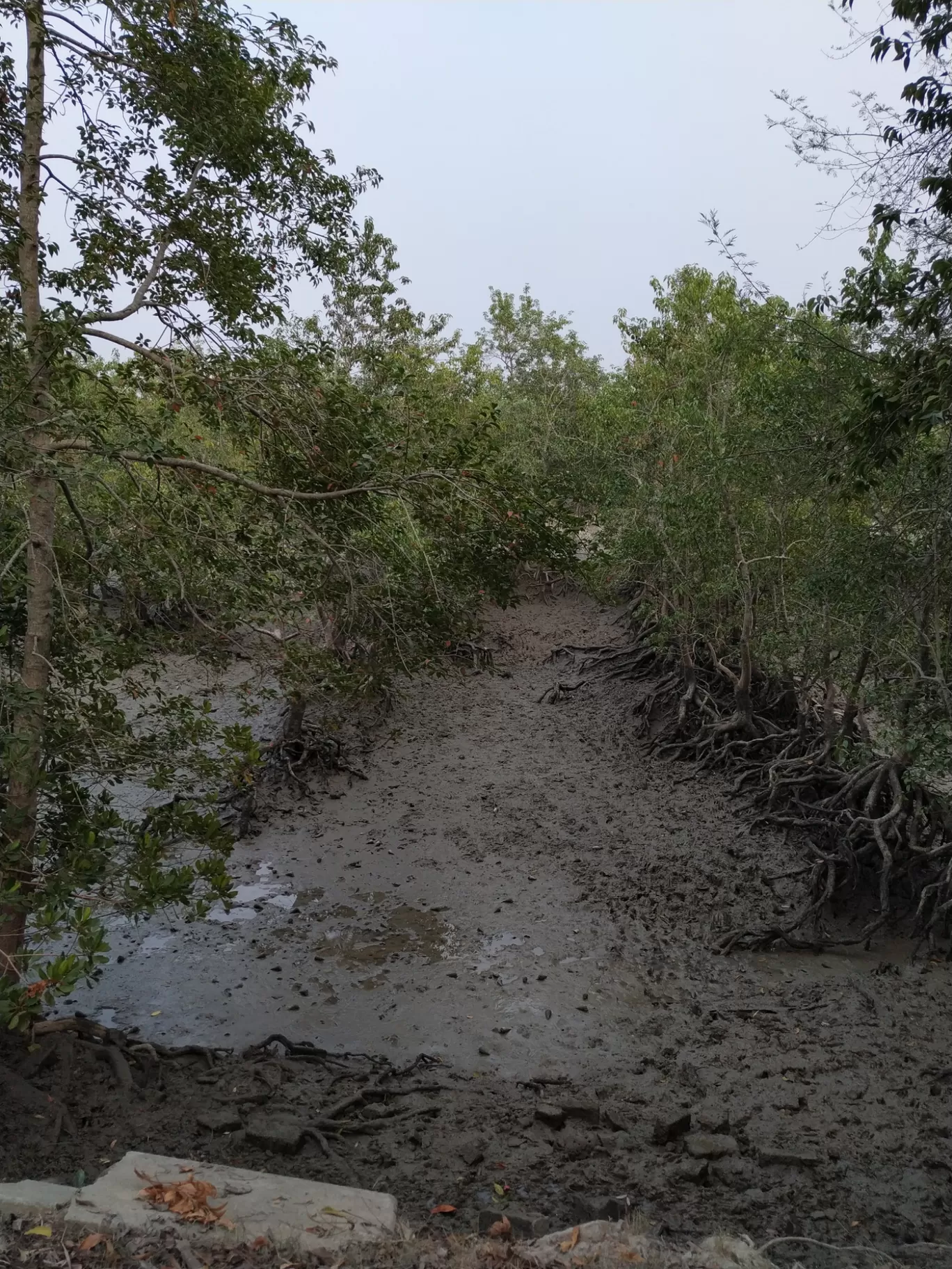 Photo of Sundarban By Srijita Kundu