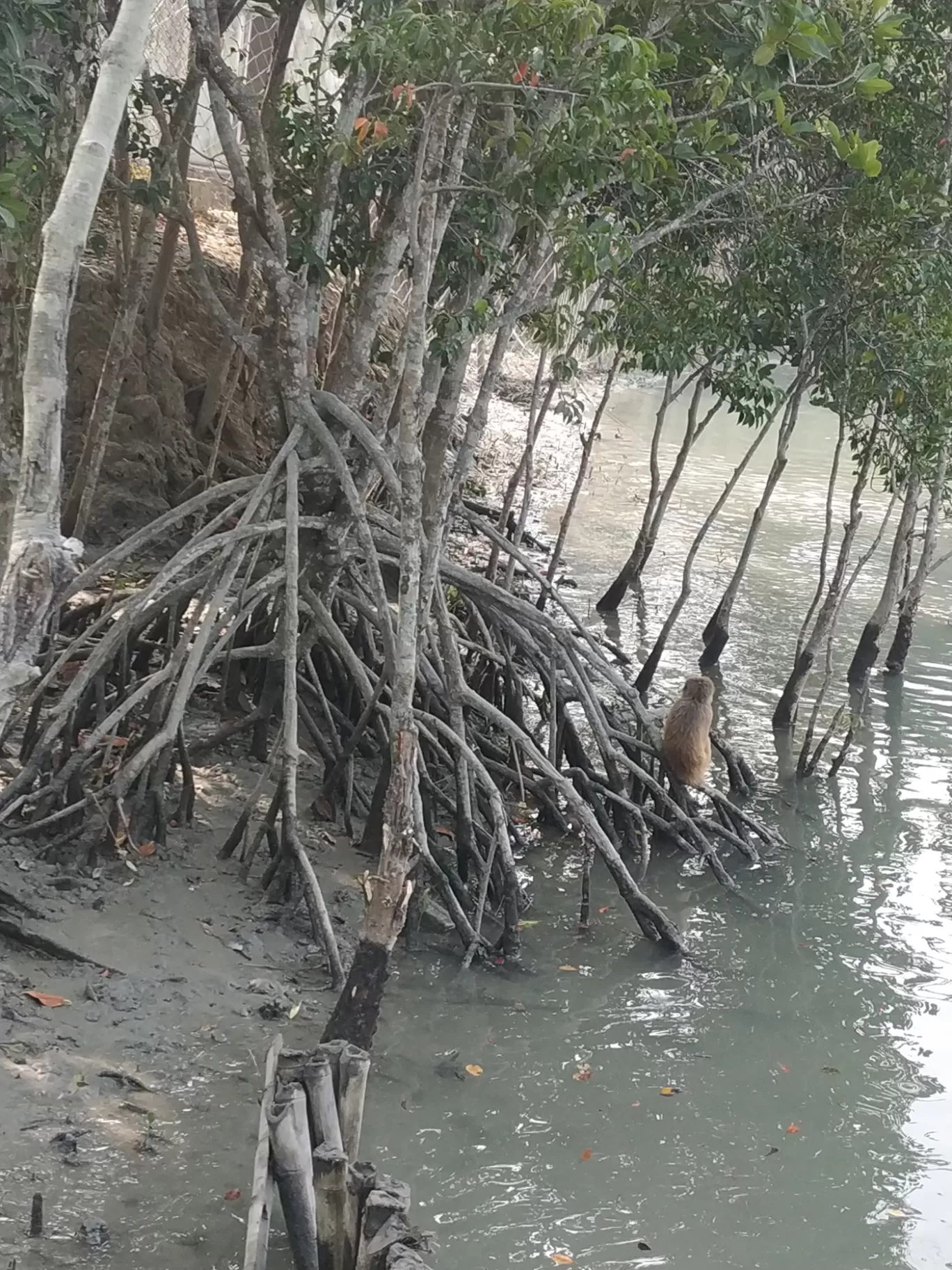 Photo of Sundarban By Srijita Kundu