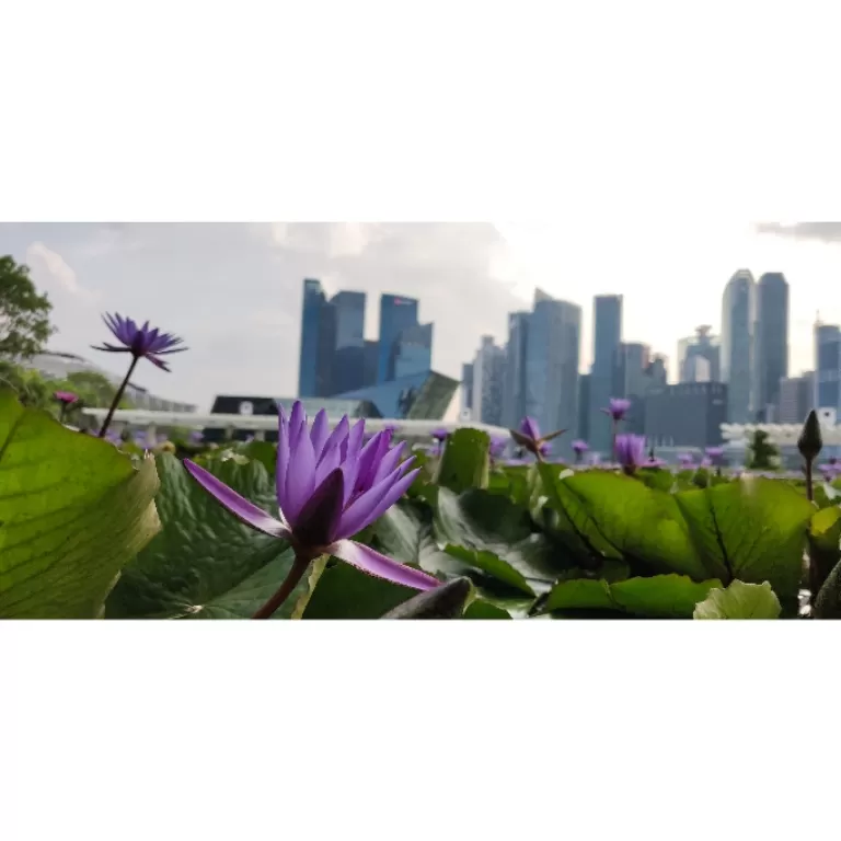 Photo of Singapore By Manvitha Arjun