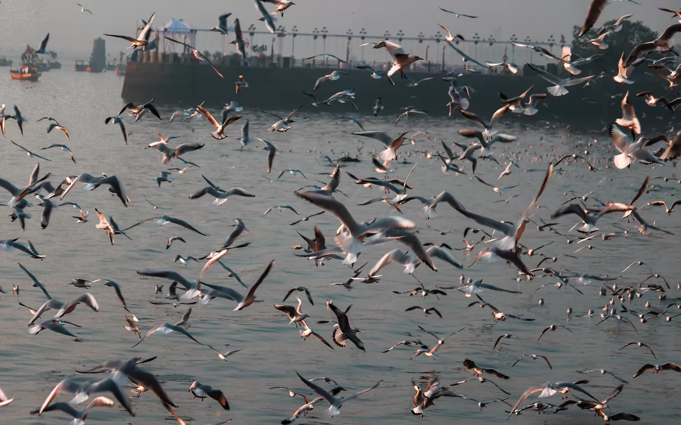 Photo of Gateway Of India Mumbai By Tasneem Bharmal