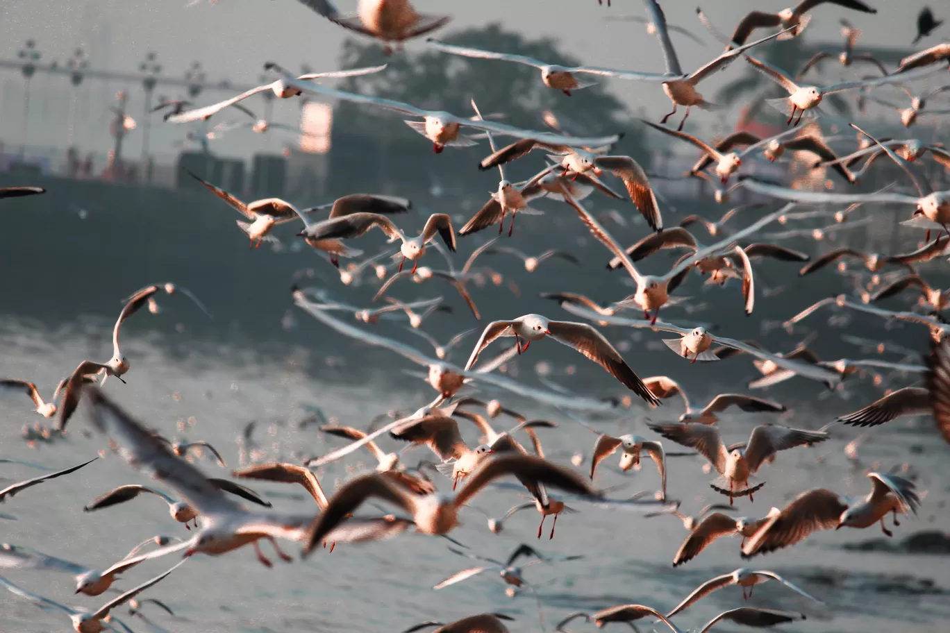 Photo of Gateway Of India Mumbai By Tasneem Bharmal
