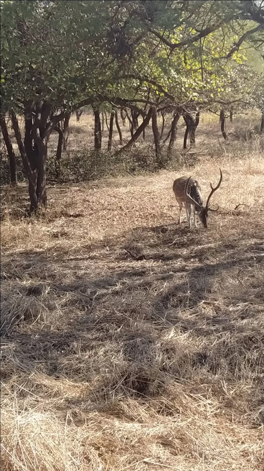 Photo of Gir National Park By Pooja M Bhavsar