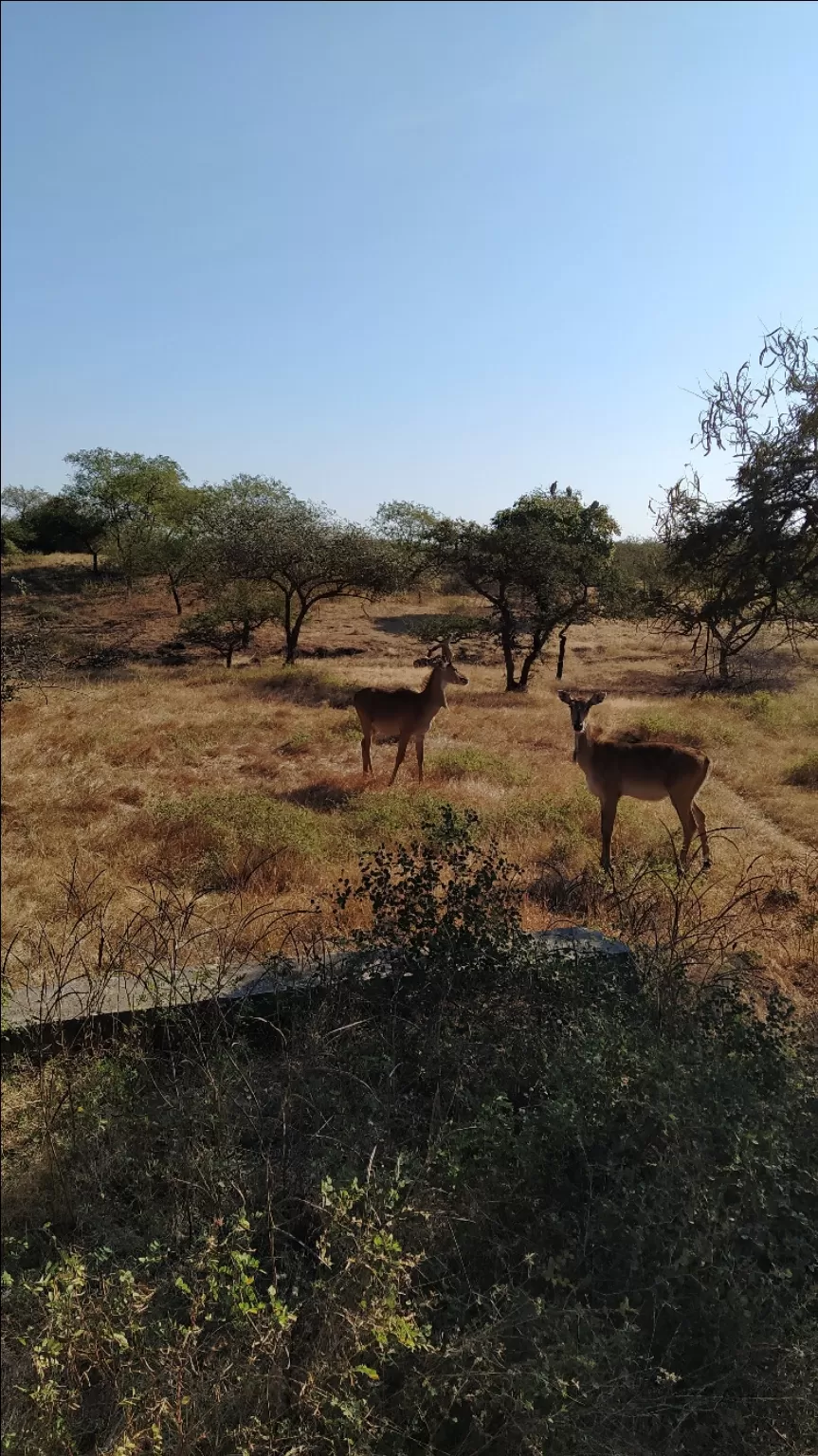 Photo of Gir National Park By Pooja M Bhavsar