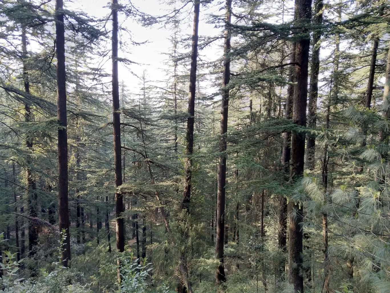 Photo of Shimla By Abhishek Rawat