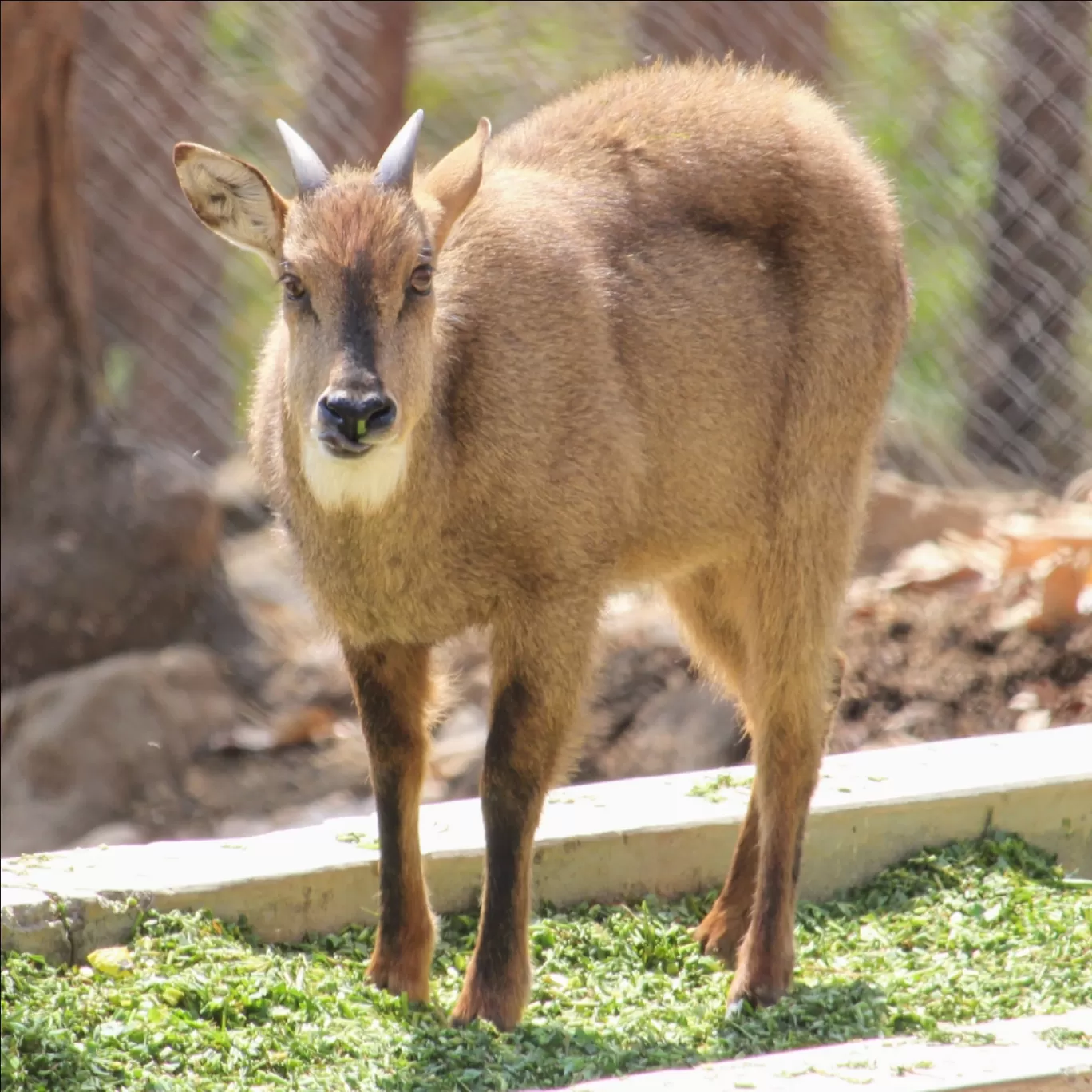 Photo of Dehradun Zoo By Ashutosh Jha