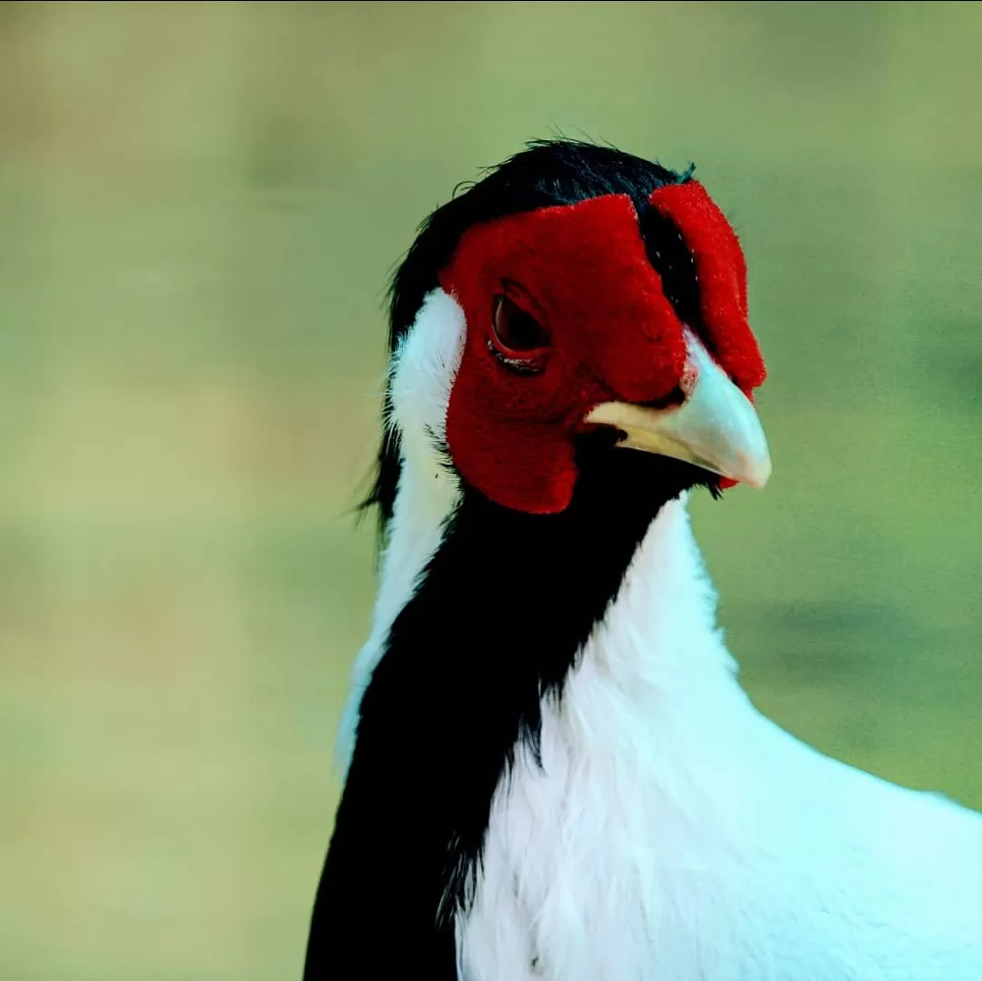 Photo of Dehradun Zoo By Ashutosh Jha
