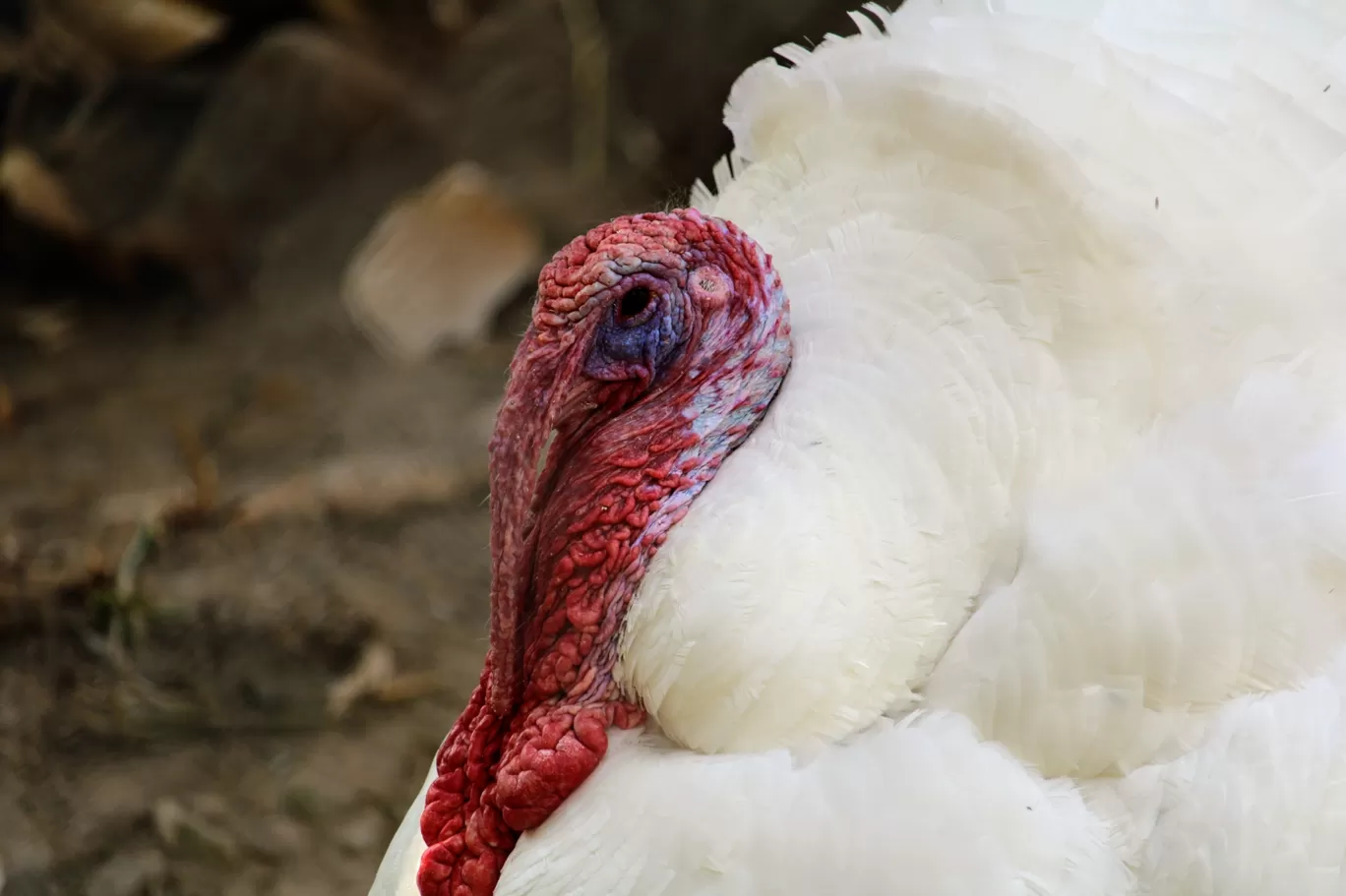 Photo of Dehradun Zoo By Ashutosh Jha