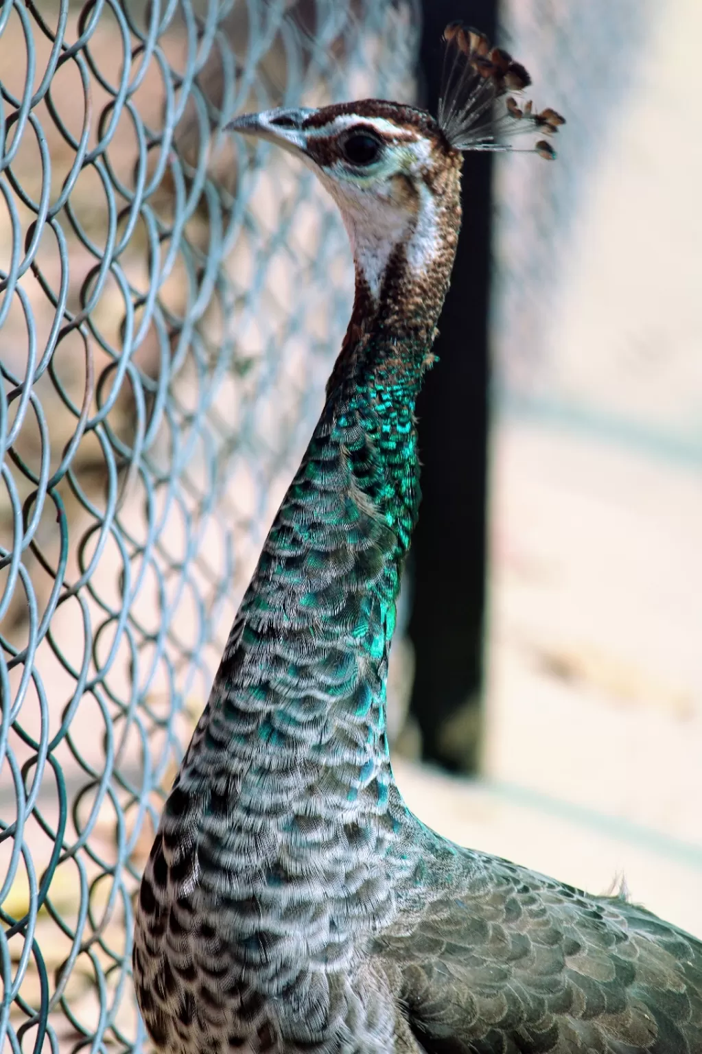 Photo of Dehradun Zoo By Ashutosh Jha