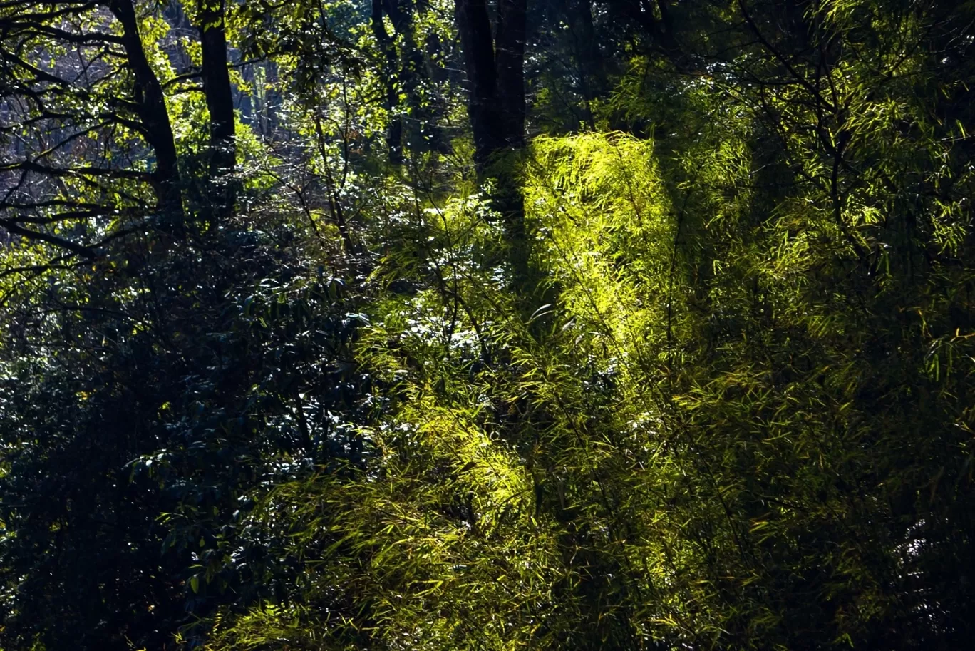 Photo of Pangot By Rajat Kamboj