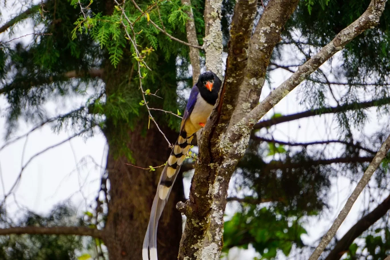 Photo of Pangot By Rajat Kamboj