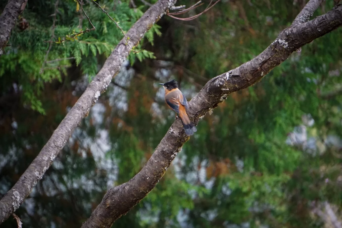 Photo of Pangot By Rajat Kamboj