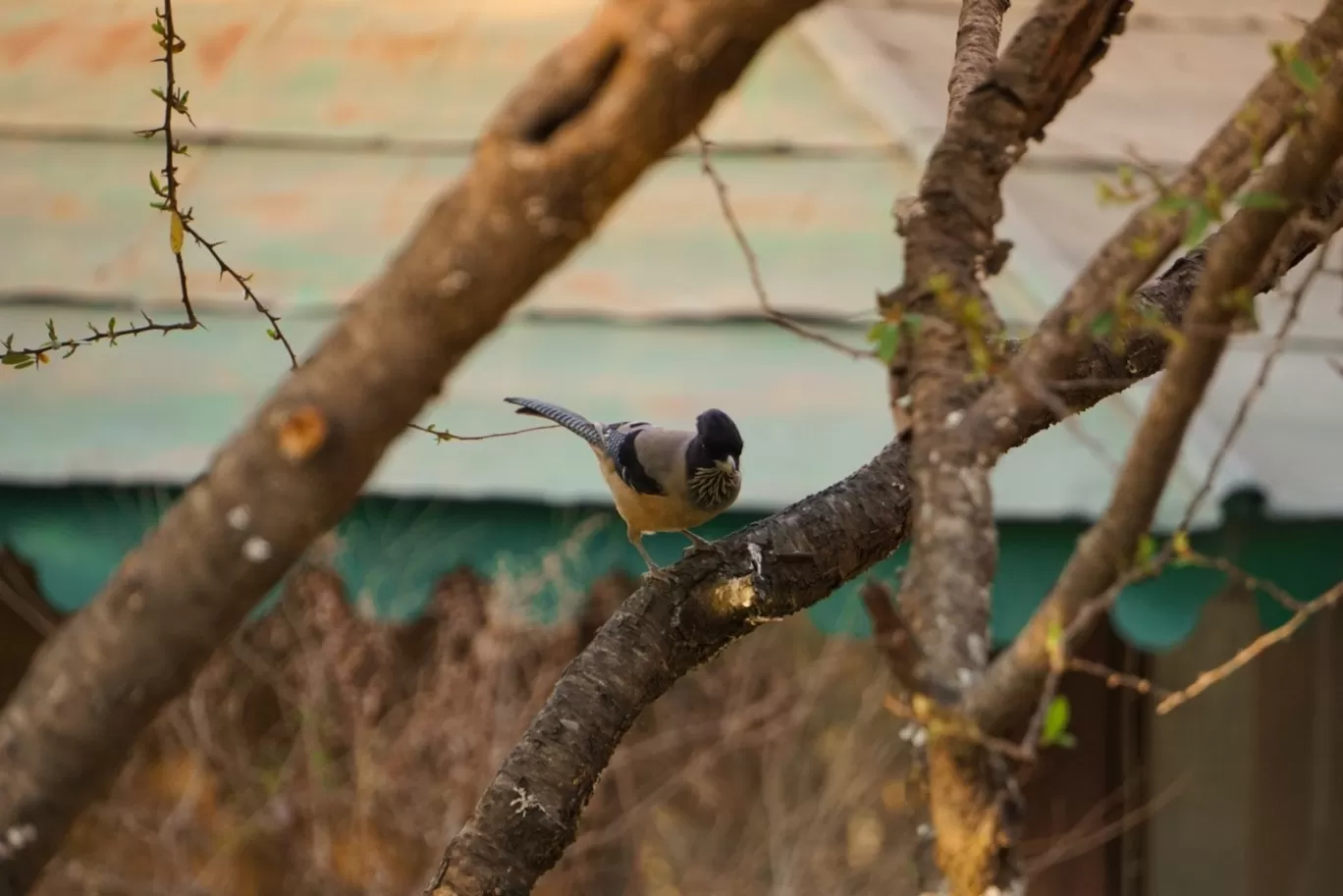 Photo of Pangot By Rajat Kamboj