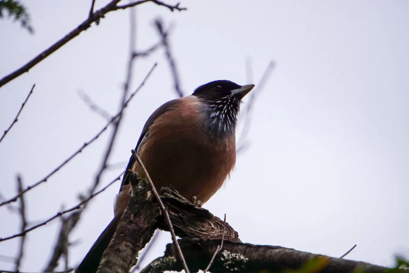 Photo of Pangot By Rajat Kamboj