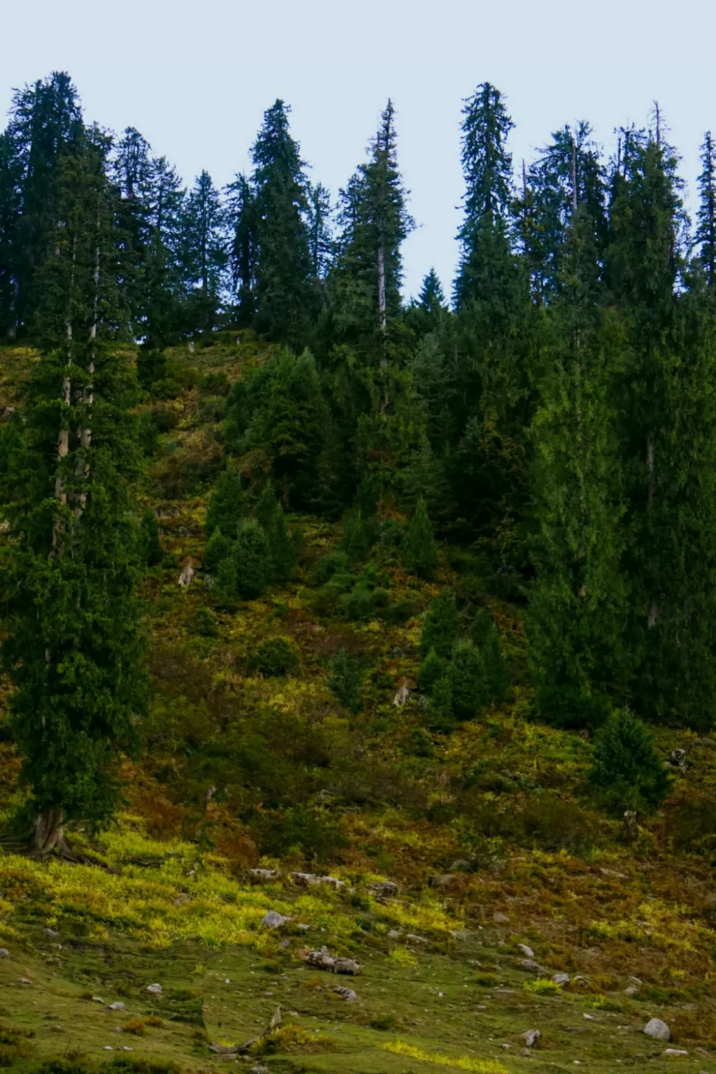Photo of Manali By Rajat Kamboj