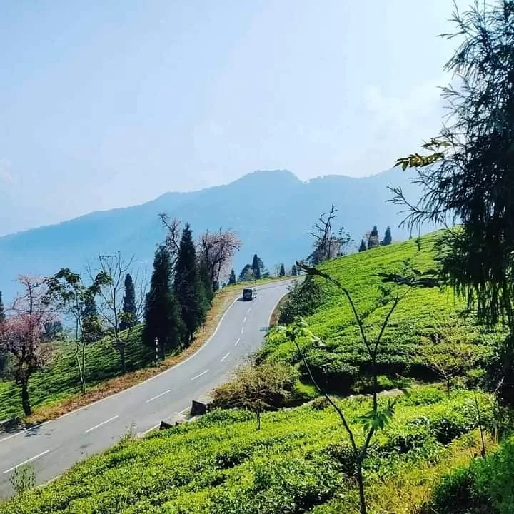 Photo of Temi Tea Garden By Kundan Bardewa