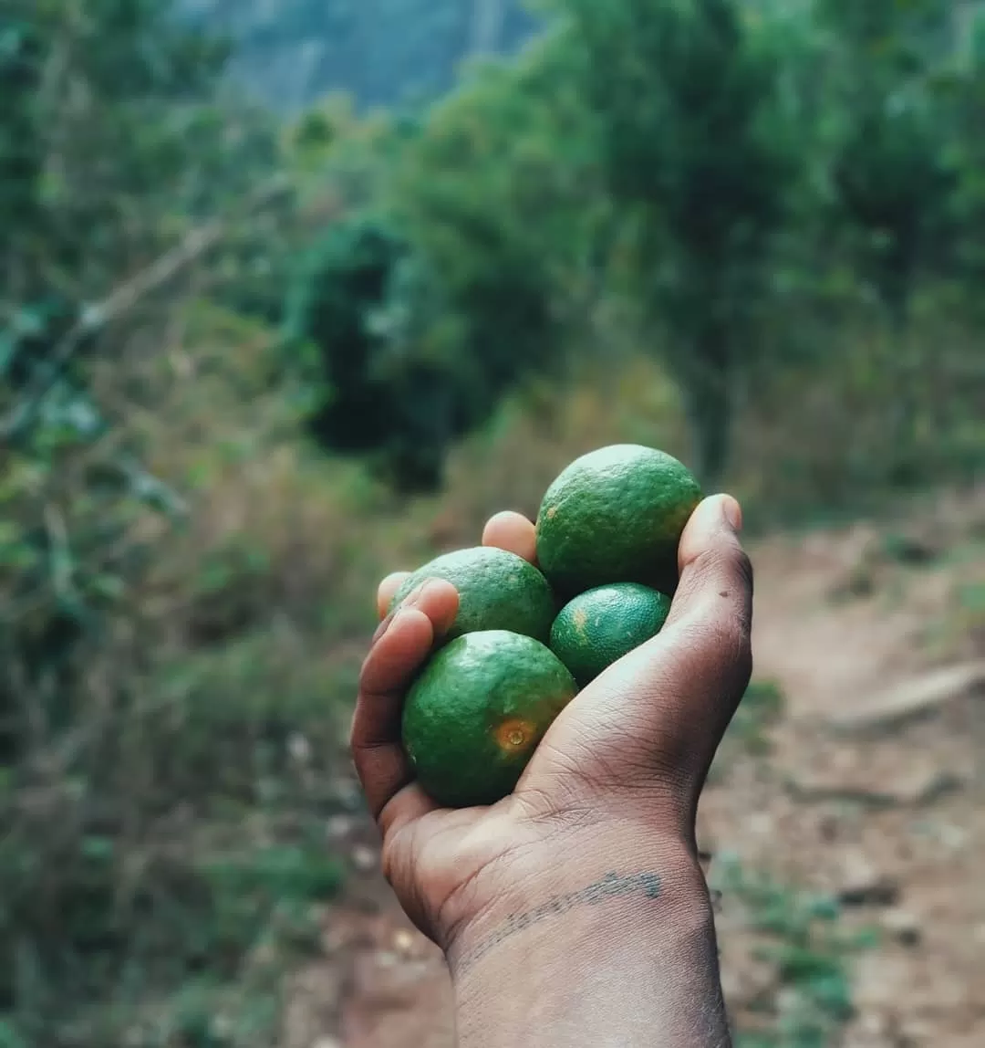 Photo of Munnar By wanderingdop