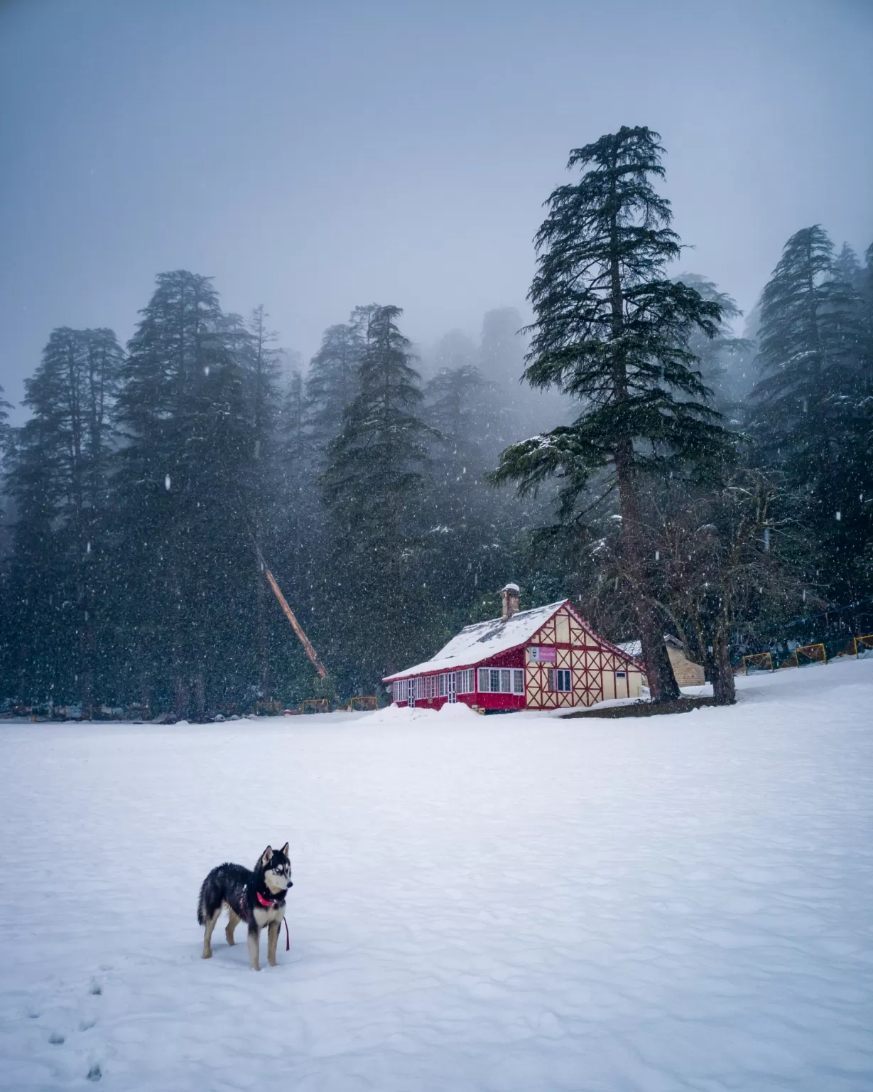 Photo of Khajjiar Himachal Pradesh By kanwar_photos