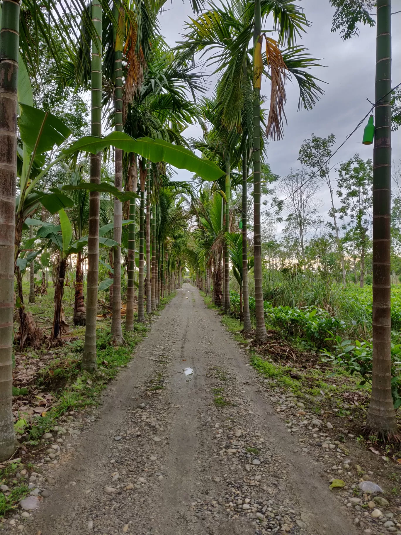 Photo of Kanoka Village Resort By Pradipan Bhowmick