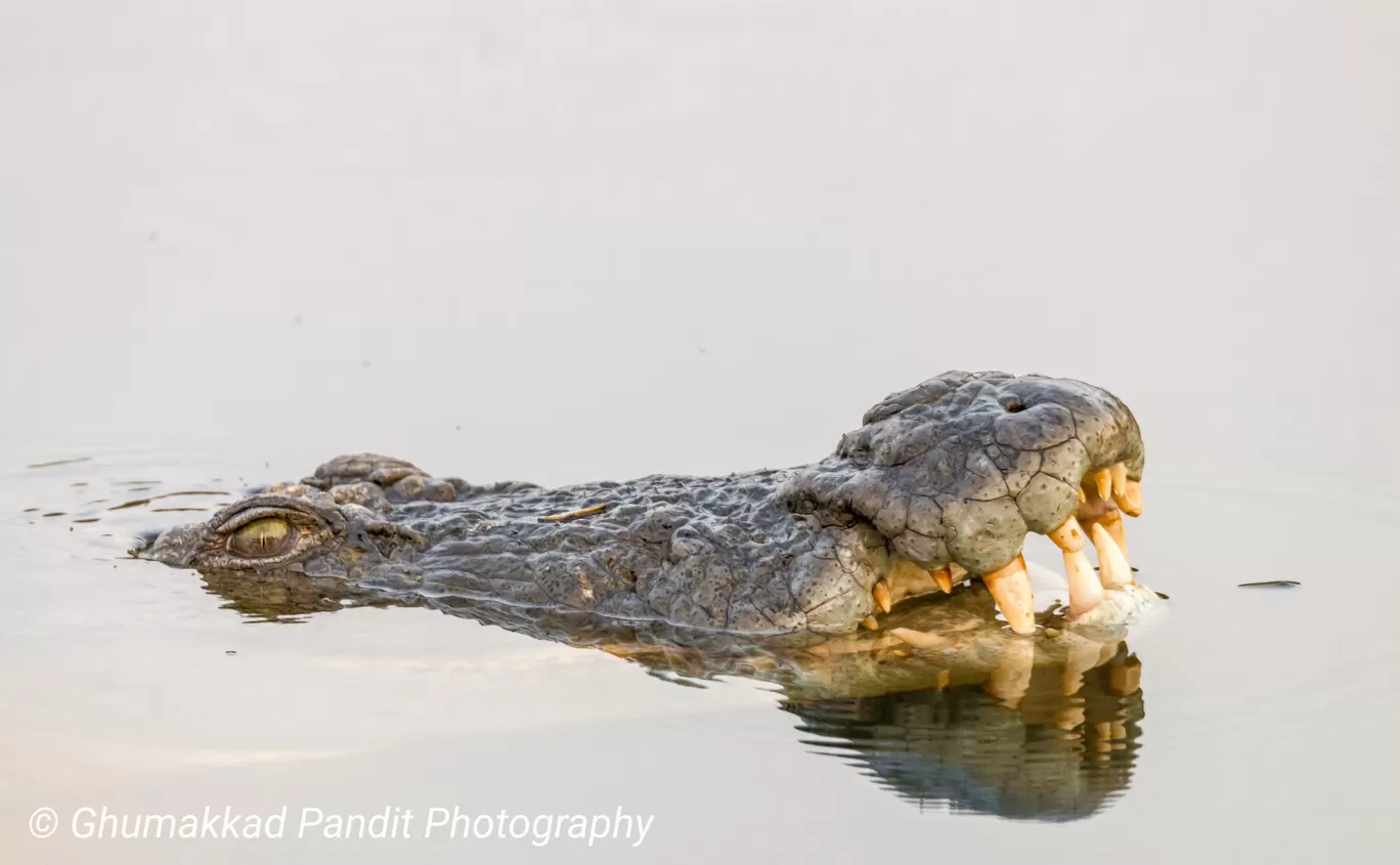 Photo of Ranthambore National Park By arun sharma