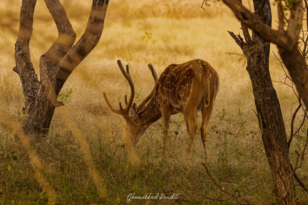 Photo of Ranthambore National Park By arun sharma