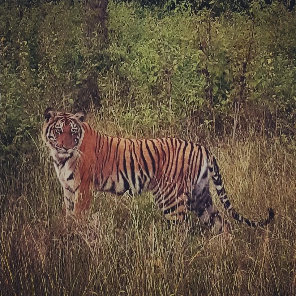 Photo of Bandipur By Ganga Ponnappa