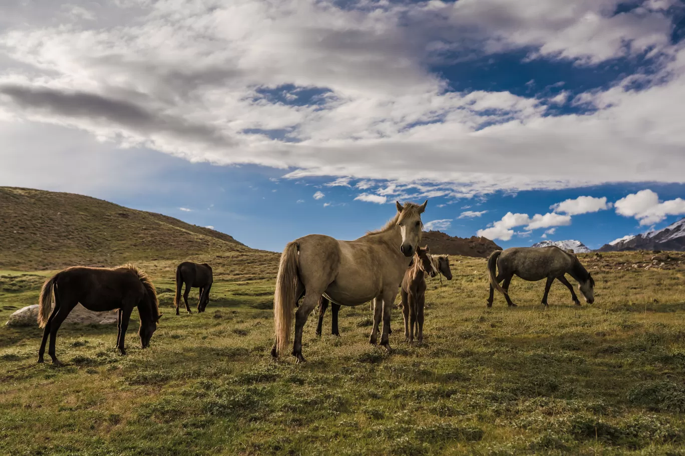 Photo of Spiti Valley By Mayank Handa