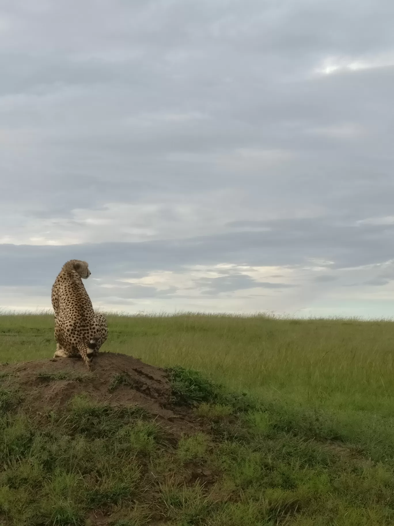 Photo of Masai Mara Kenya By Raj Mehta