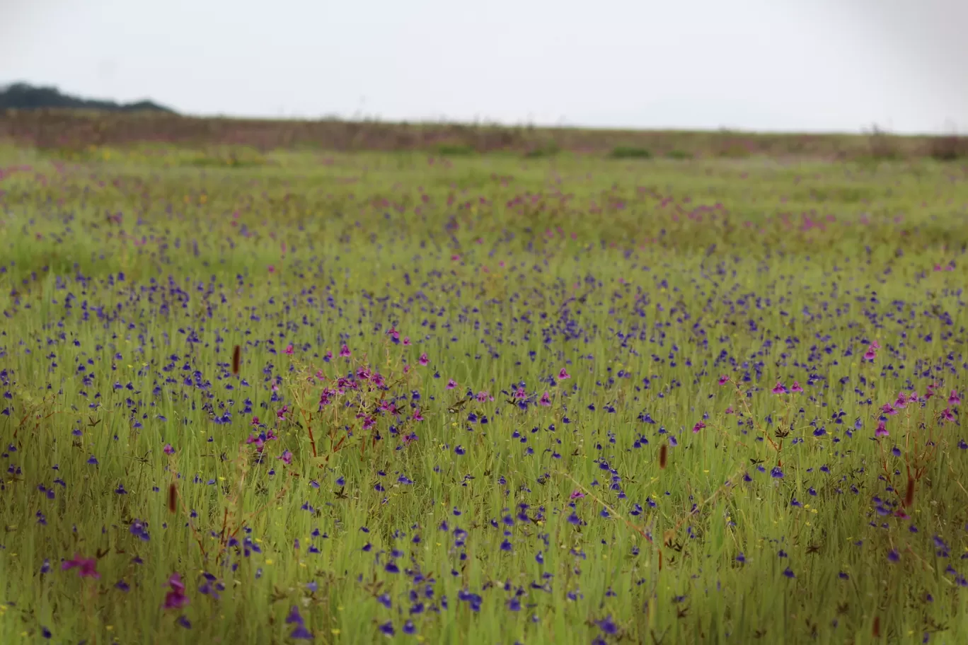 Photo of Kaas Platue (Valley of Flowers) By Mileandsmile