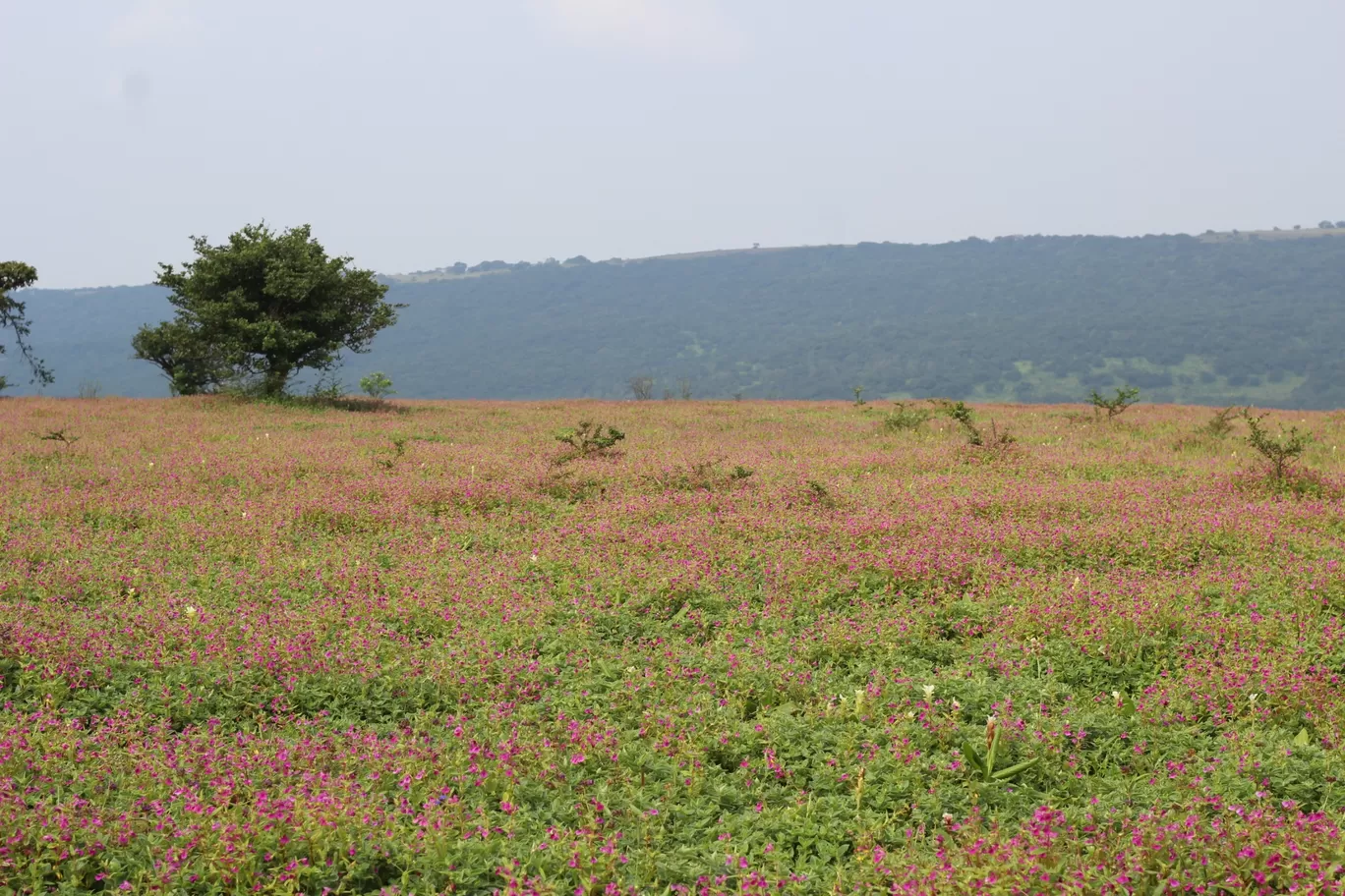 Photo of Kaas Platue (Valley of Flowers) By Mileandsmile