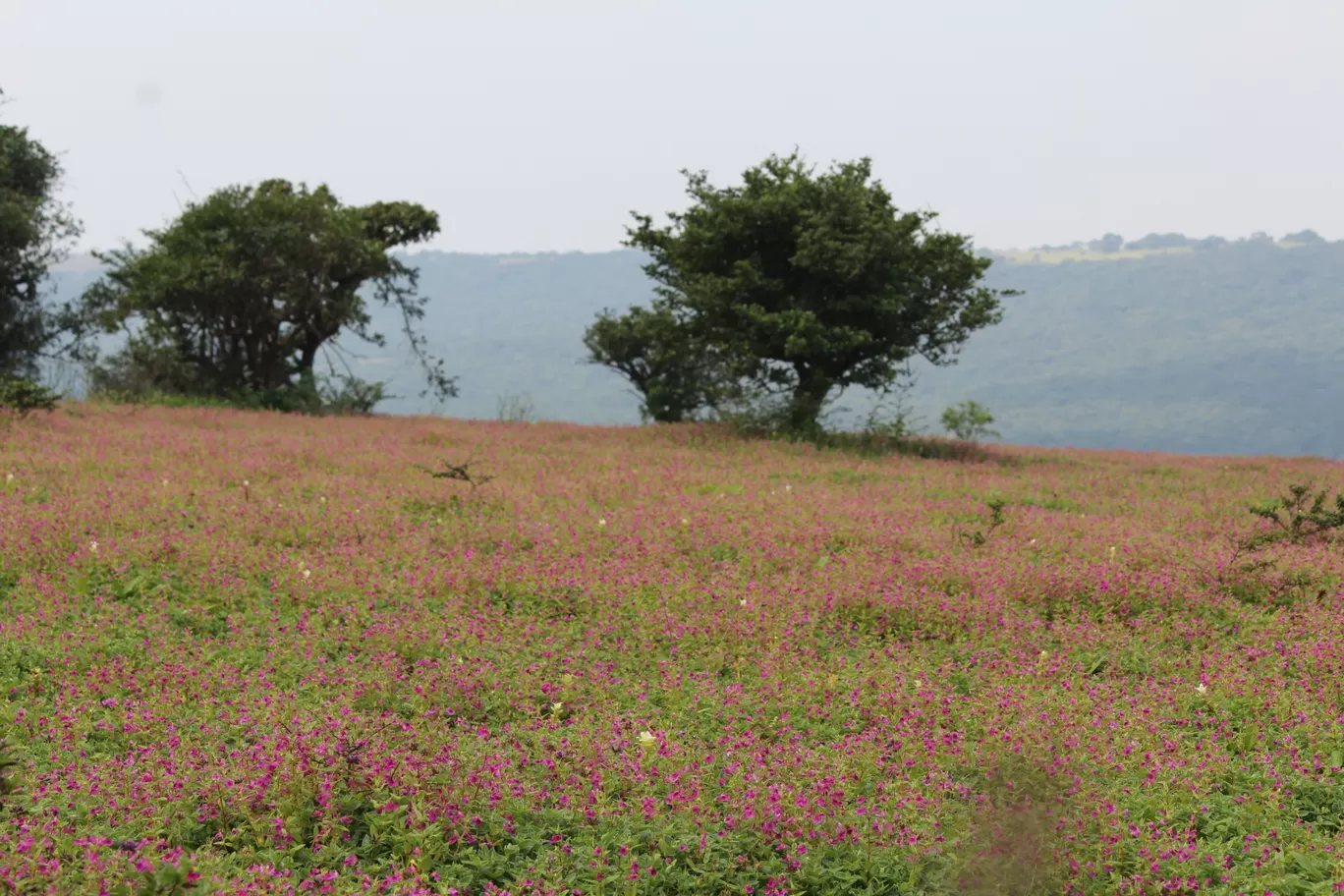 Photo of Kaas Platue (Valley of Flowers) By Mileandsmile