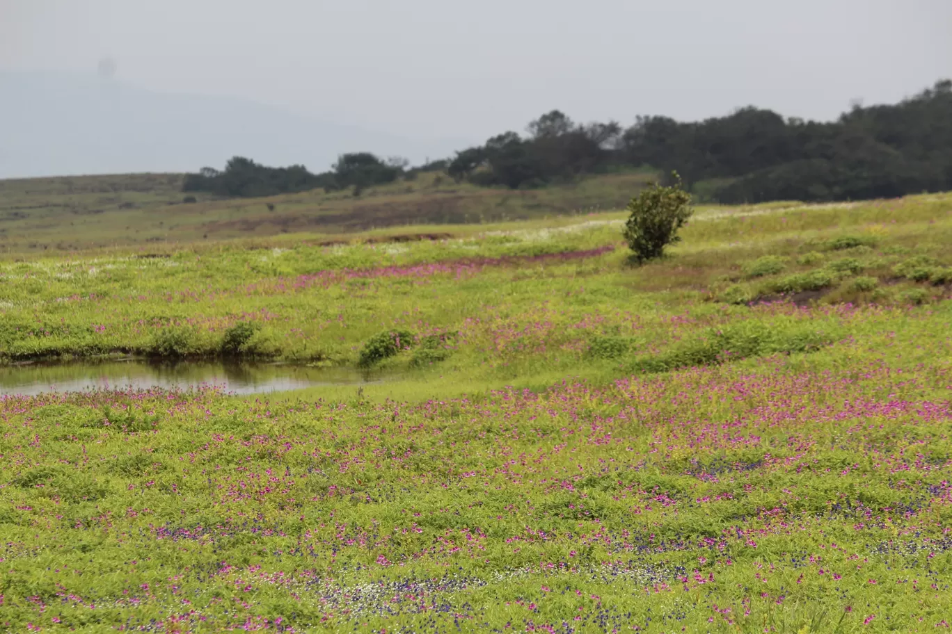 Photo of Kaas Platue (Valley of Flowers) By Mileandsmile