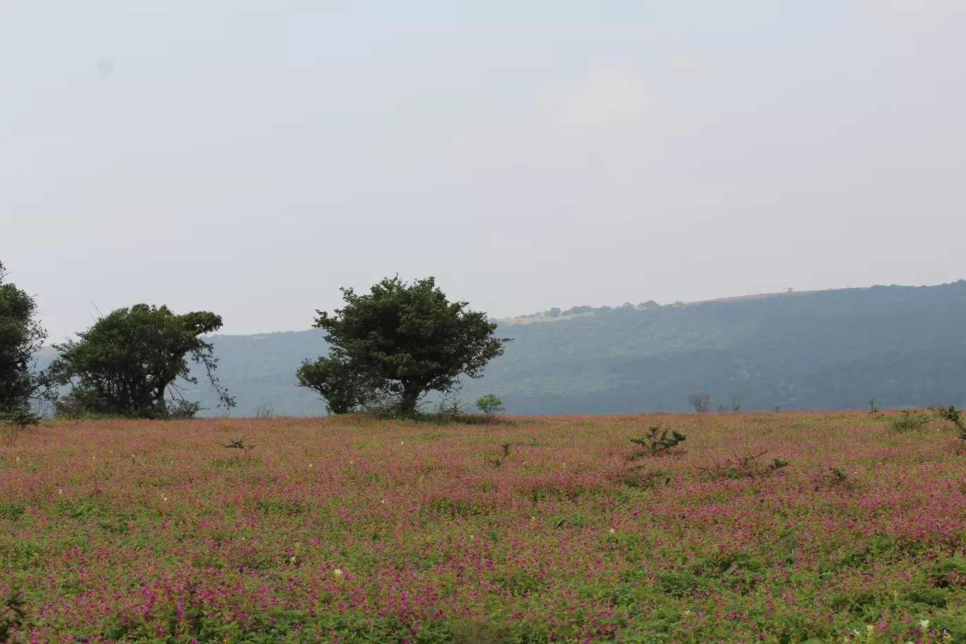 Photo of Kaas Platue (Valley of Flowers) By Mileandsmile