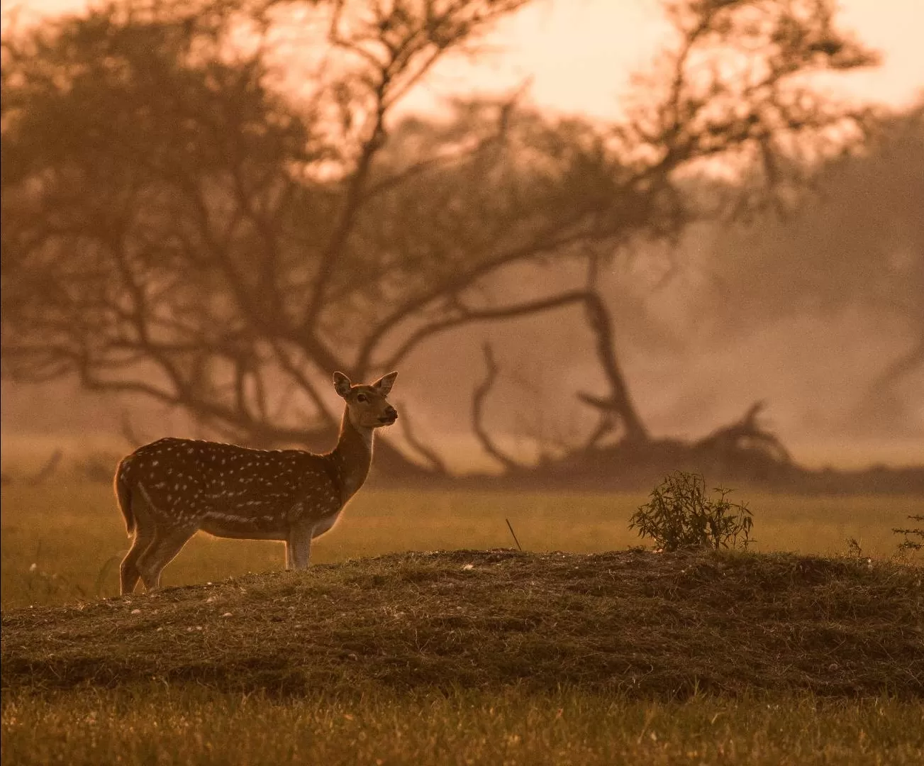 Photo of Bharatpur By Akash Kapoor