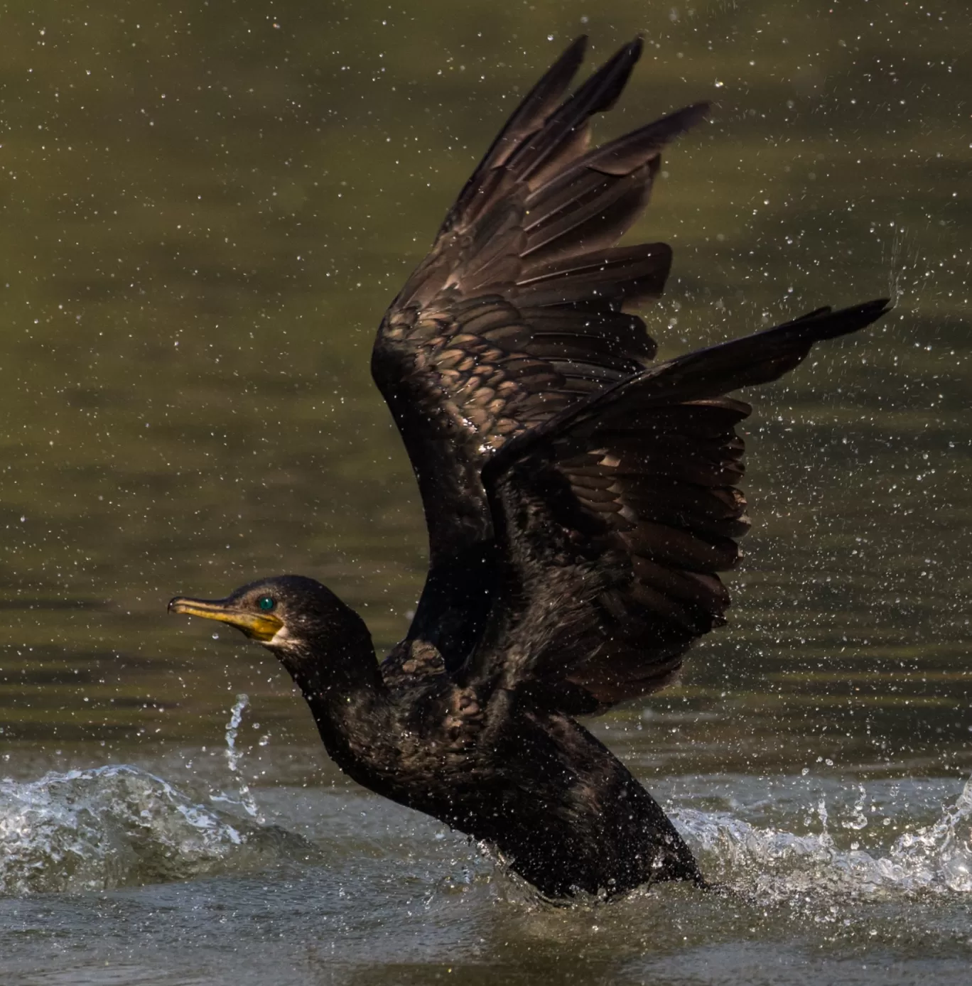 Photo of Bharatpur By Akash Kapoor